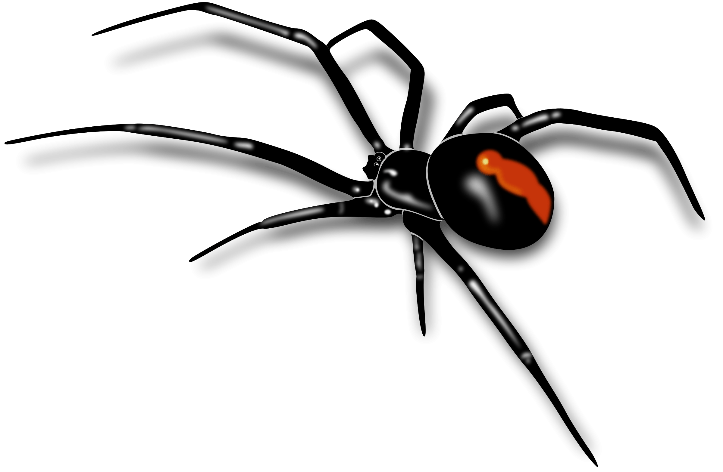 Spider Image (24)