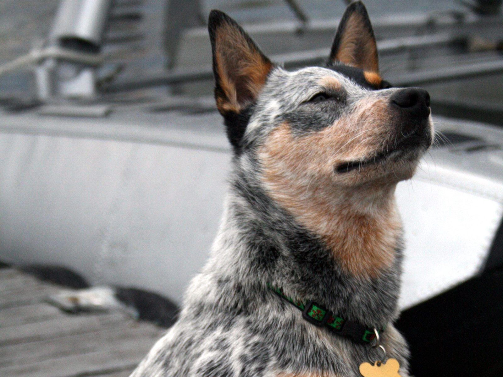 Х Australian Cattle Dog Blue heeler