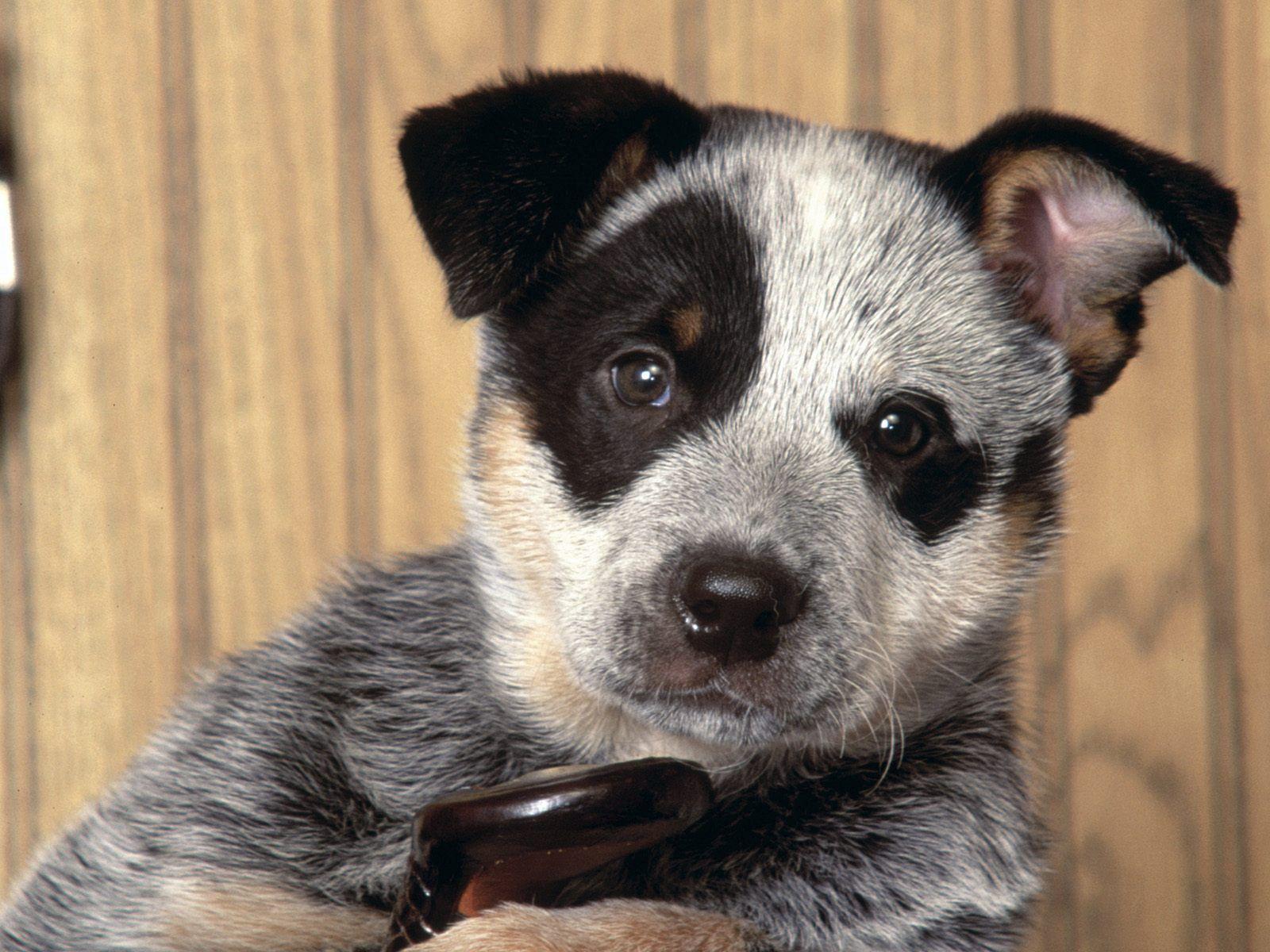 Australian, Cattle, Dog, Wallpaper, Widescreen, High, Resolution