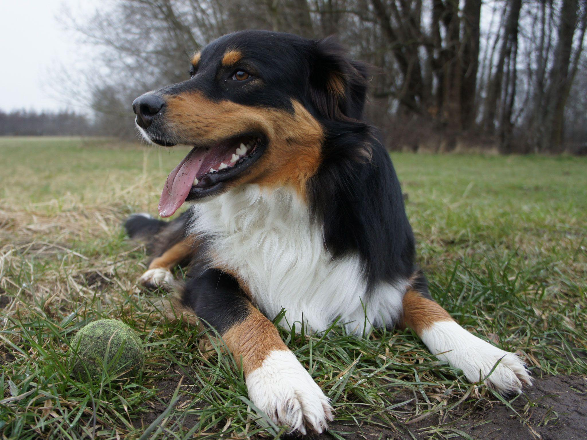 Australian Shepherd HD Wallpaper