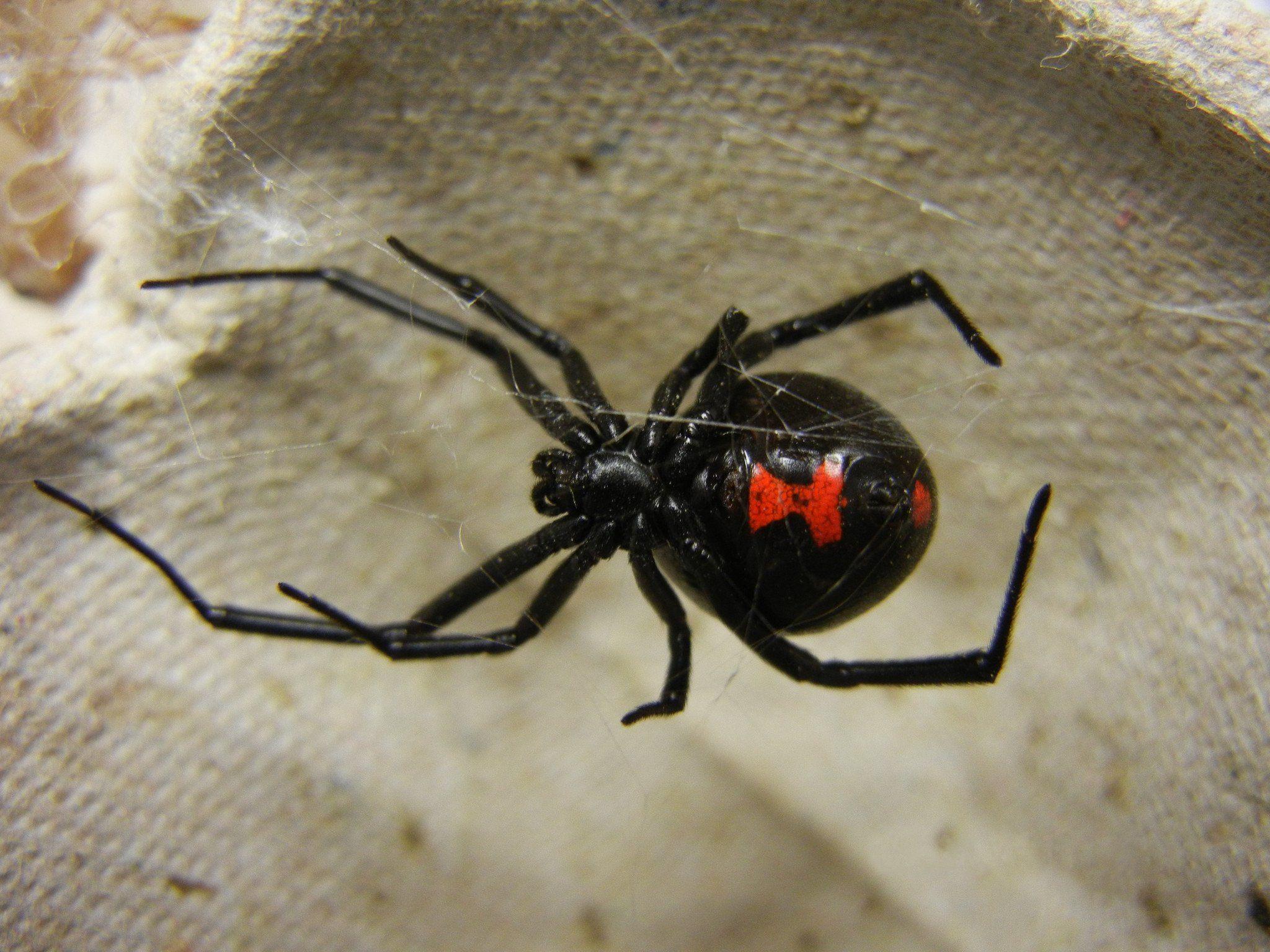 There Is A Reason They Are Called Black Widows Direct Ltd