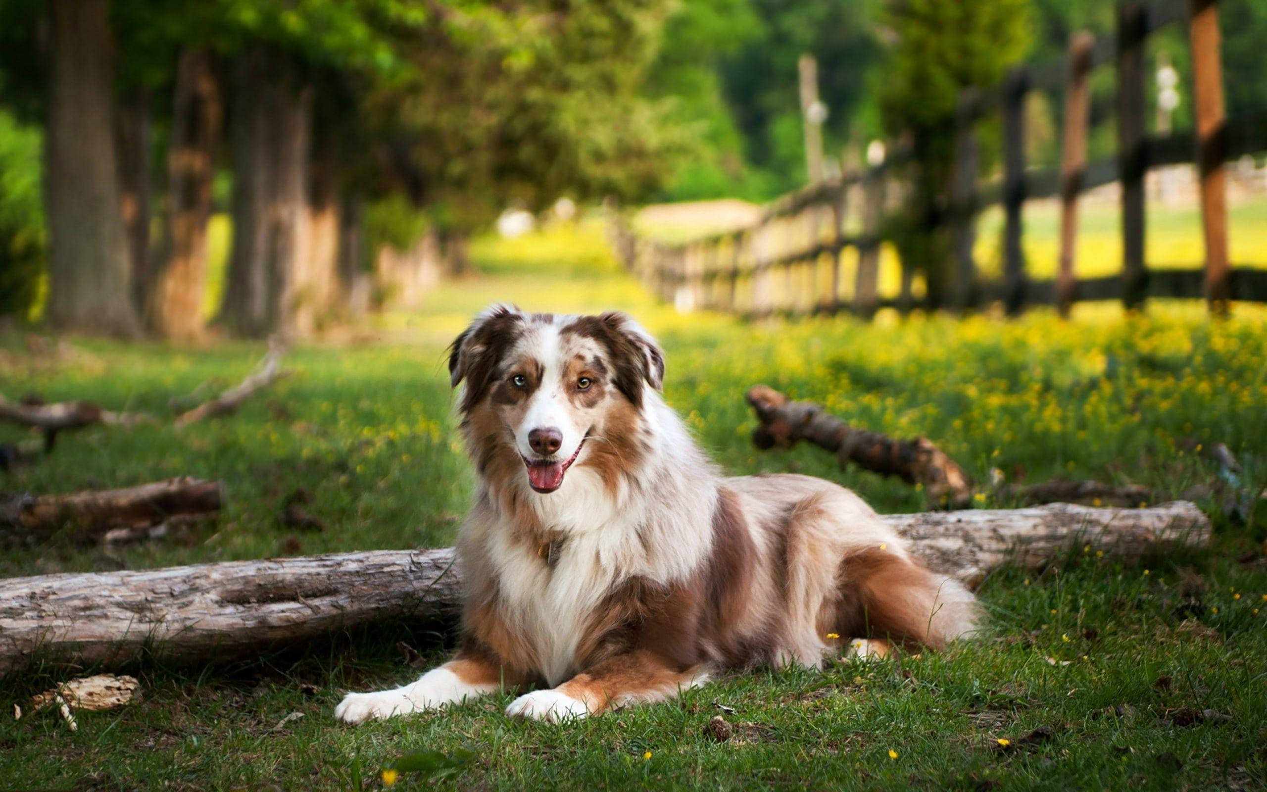 Australian Shepherd HD Desktop Wallpaperwallpaper.net