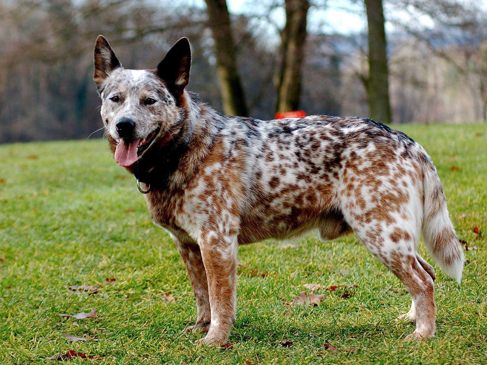 Adult Australian Cattle Dog wallpaper and image