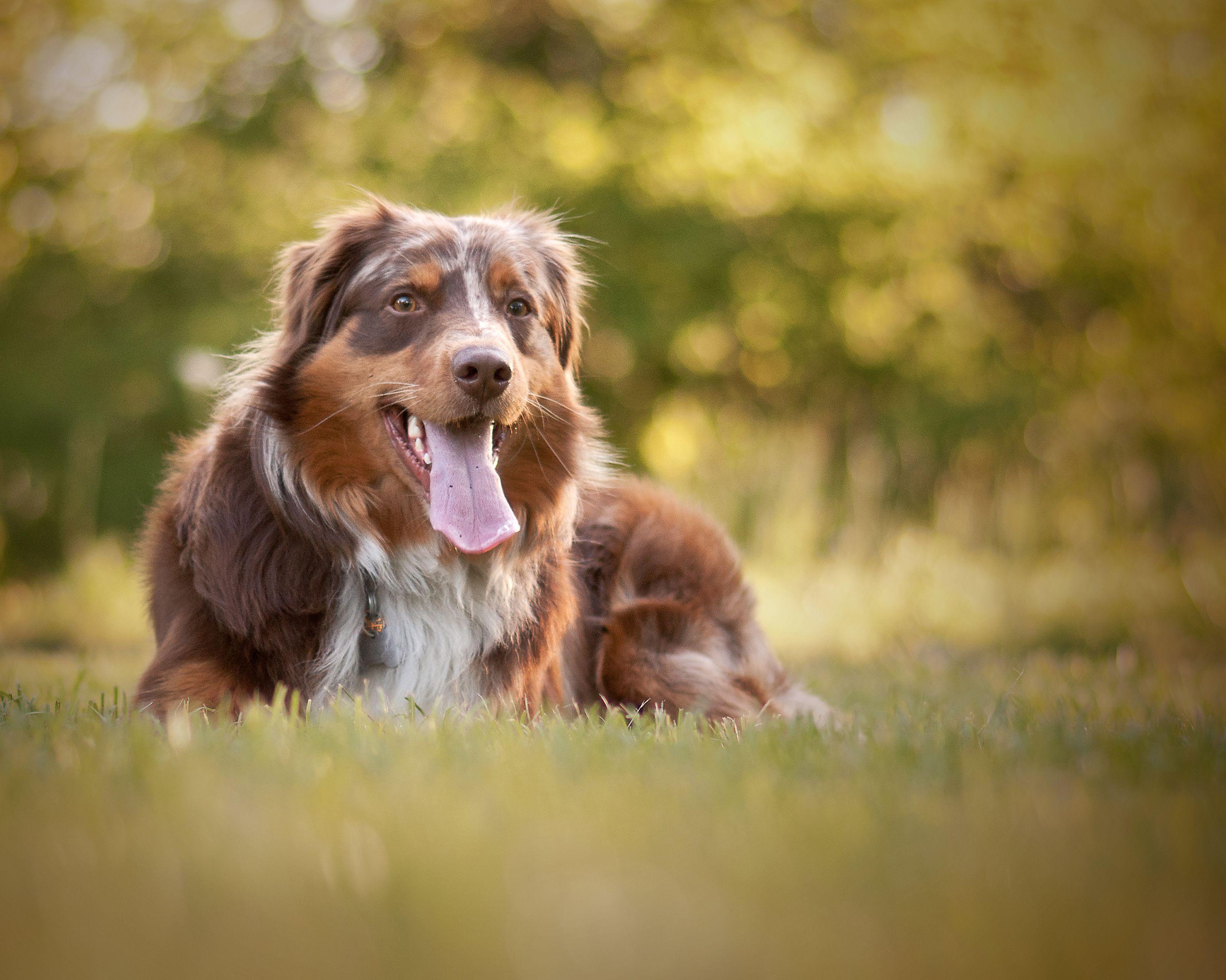 Australian Shepherd Wallpaper Long Hair Red Merle