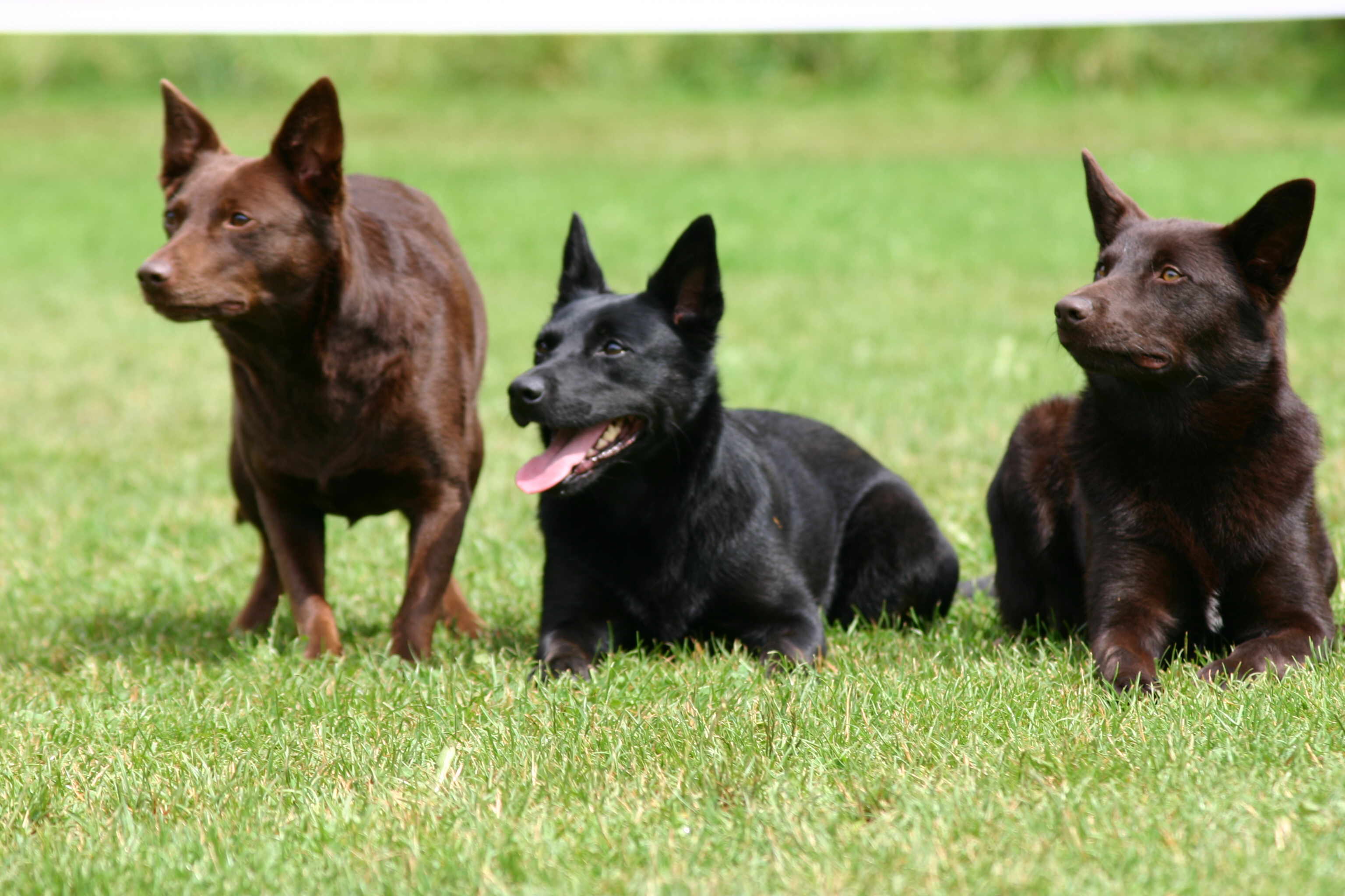 Three Australian Kelpie photo and wallpaper. Beautiful Three