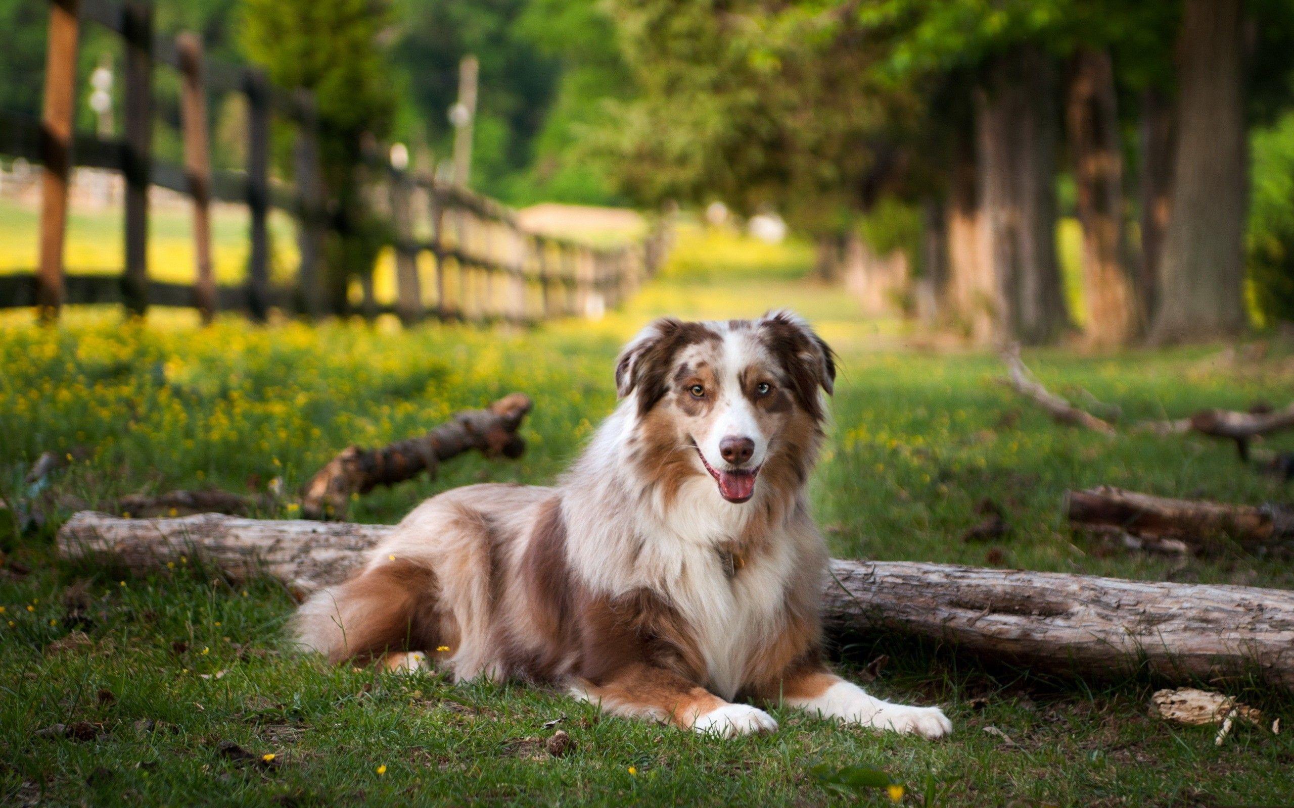 Awesome Dog Nature Wallpaper 44752