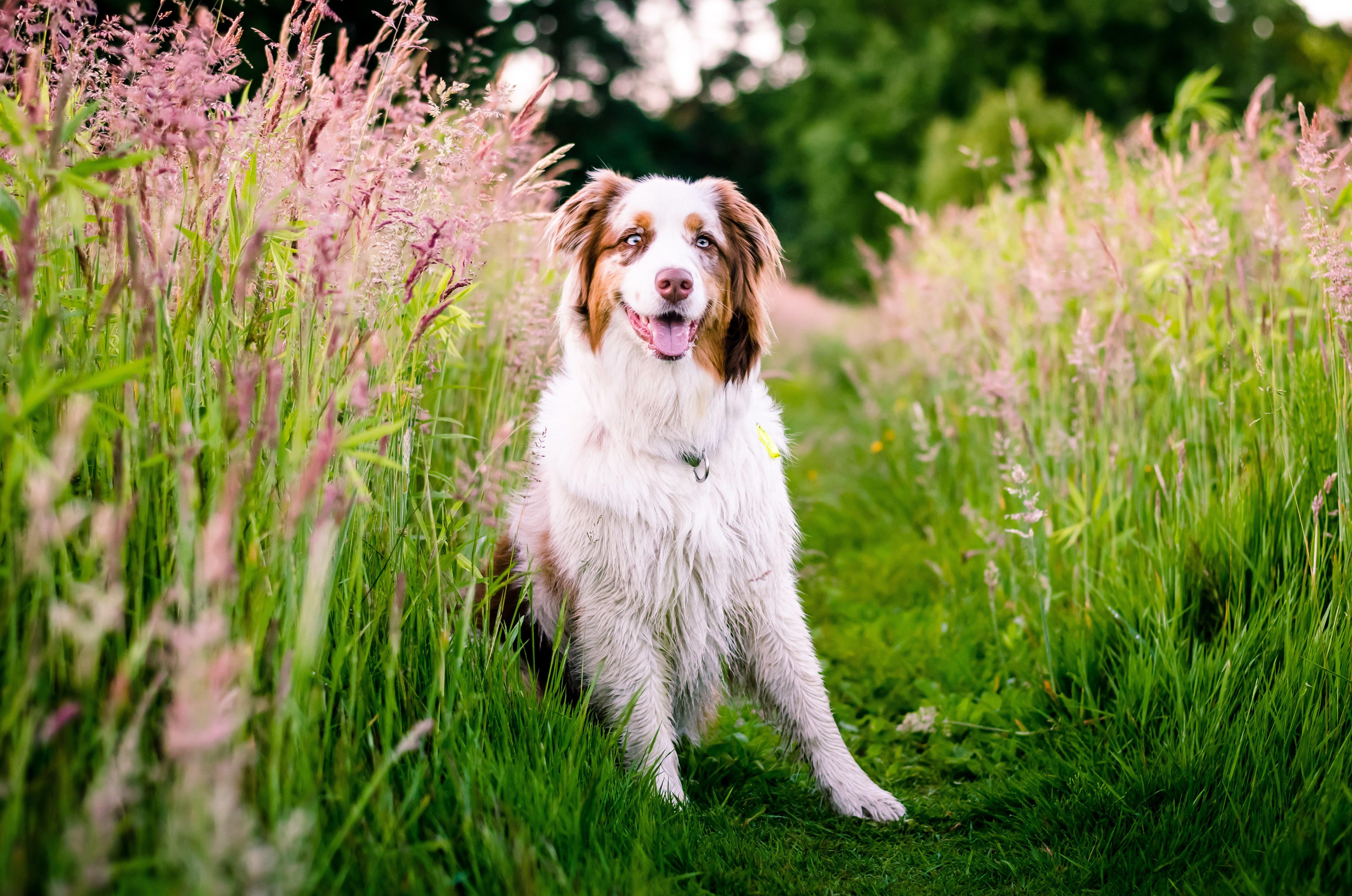 Wallpaper Australian shepherd, Dog, Flowers, Meadow, Grass, Nature