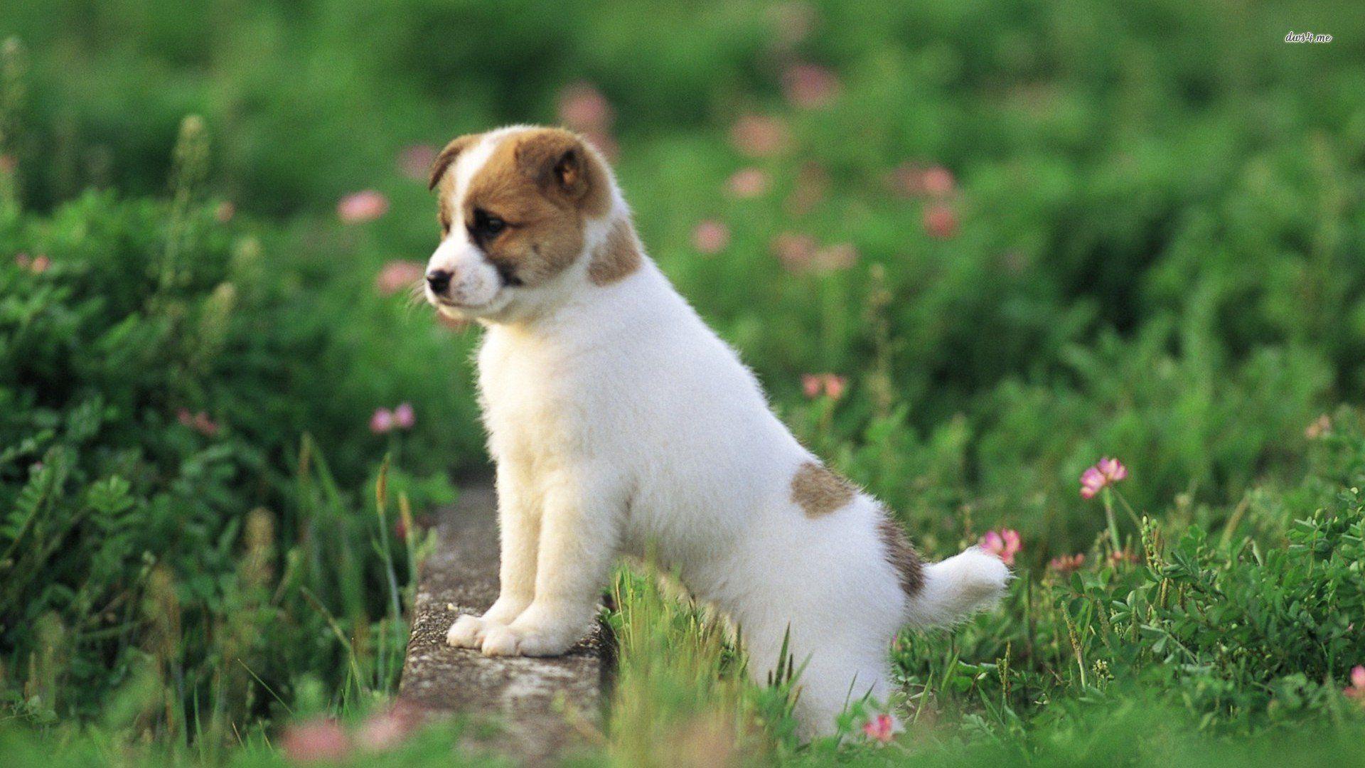 Australian Cattle Dog Puppy 544186
