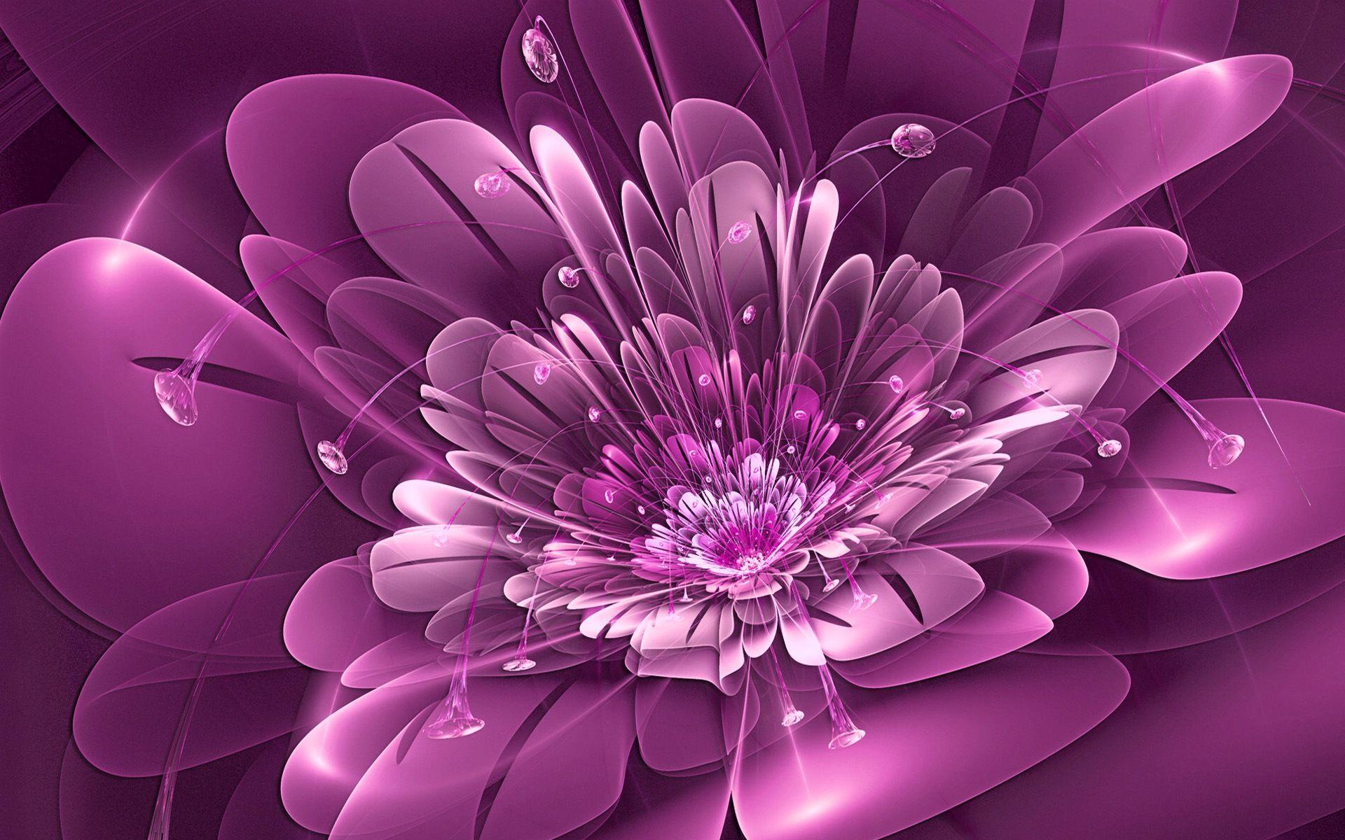 Beautiful Flowers Rose Wallpaper HD image Download