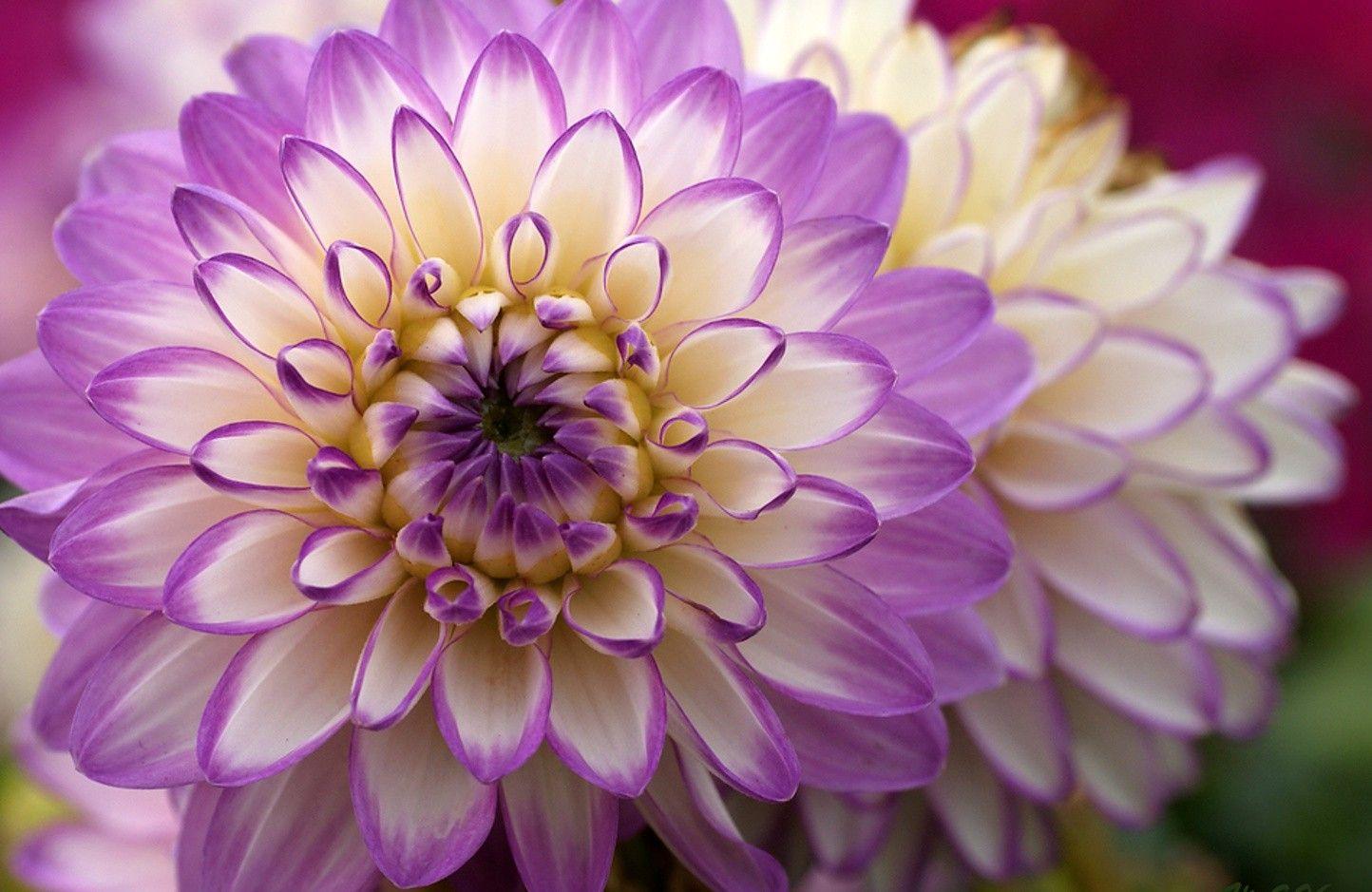 Flowers: Amazing Flowers Purple White Wallpaper 3D Flower Desktop