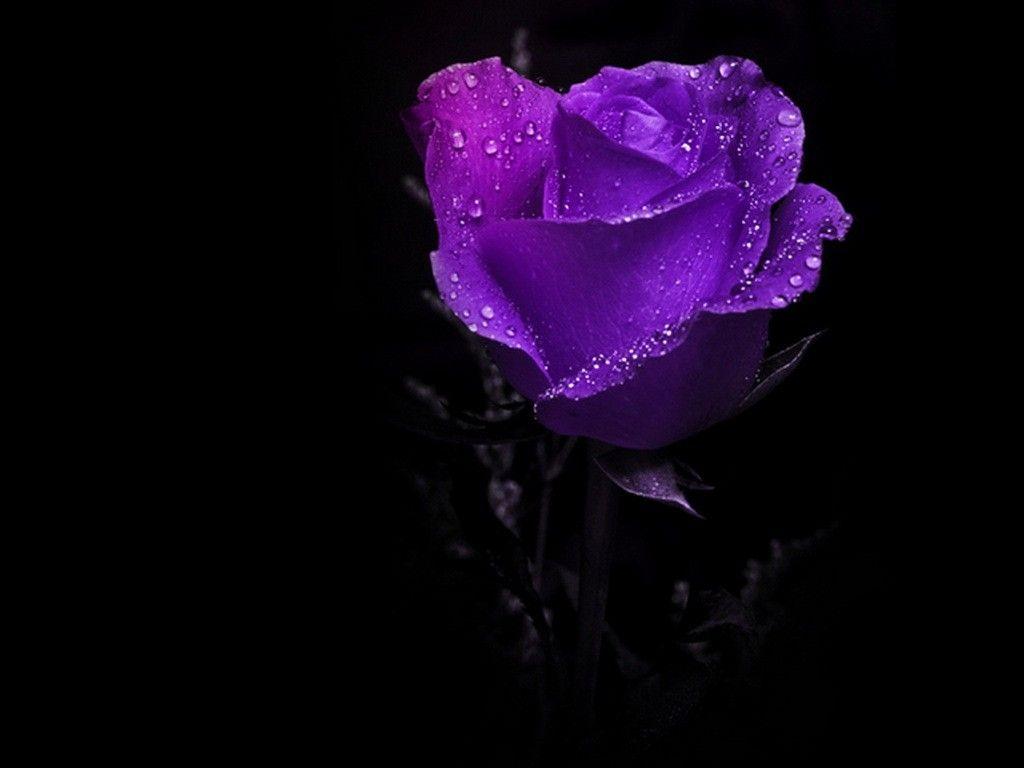 Flowers Splendid Purple Beautiful Amazing Rose Dark HD Flower