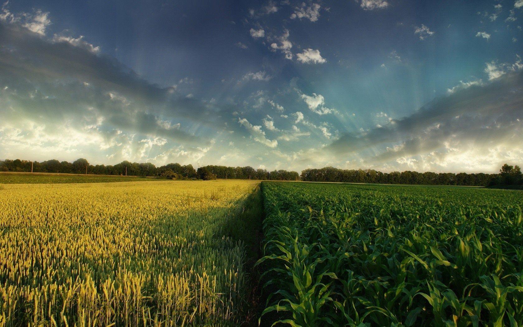 Corn and wheat crops desktop wallpapers 1400x1050, Corn and wheat