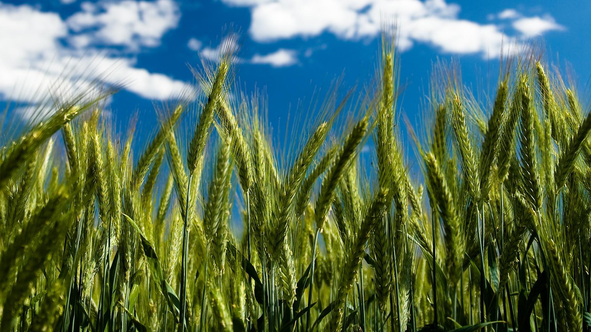 Free 1920x1080 Nature Green Wheat Crops Wallpapers Full HD 1080p