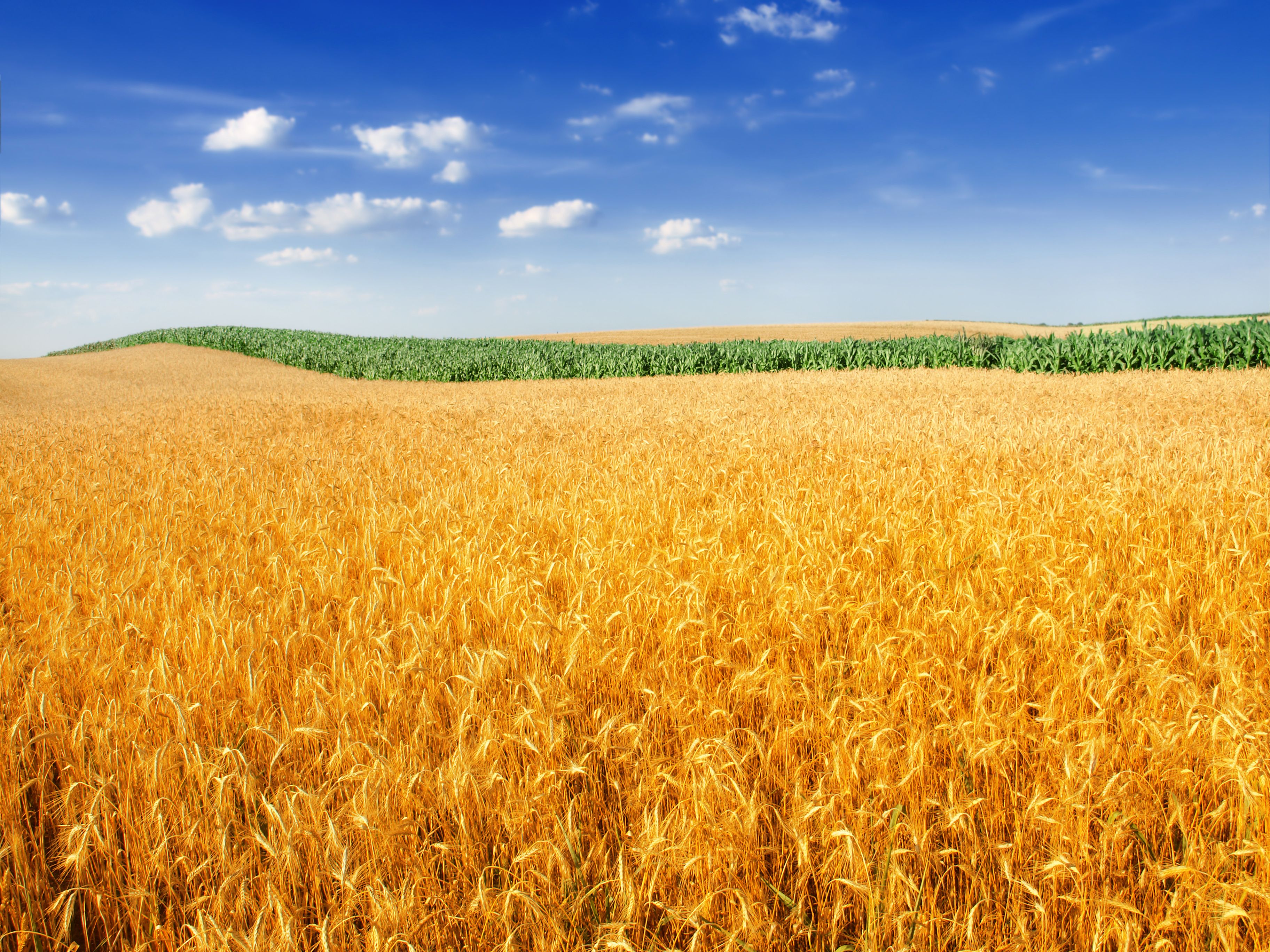 Wallpapers Wheat field, Landscape, Crop, Farm, 4K, Nature,
