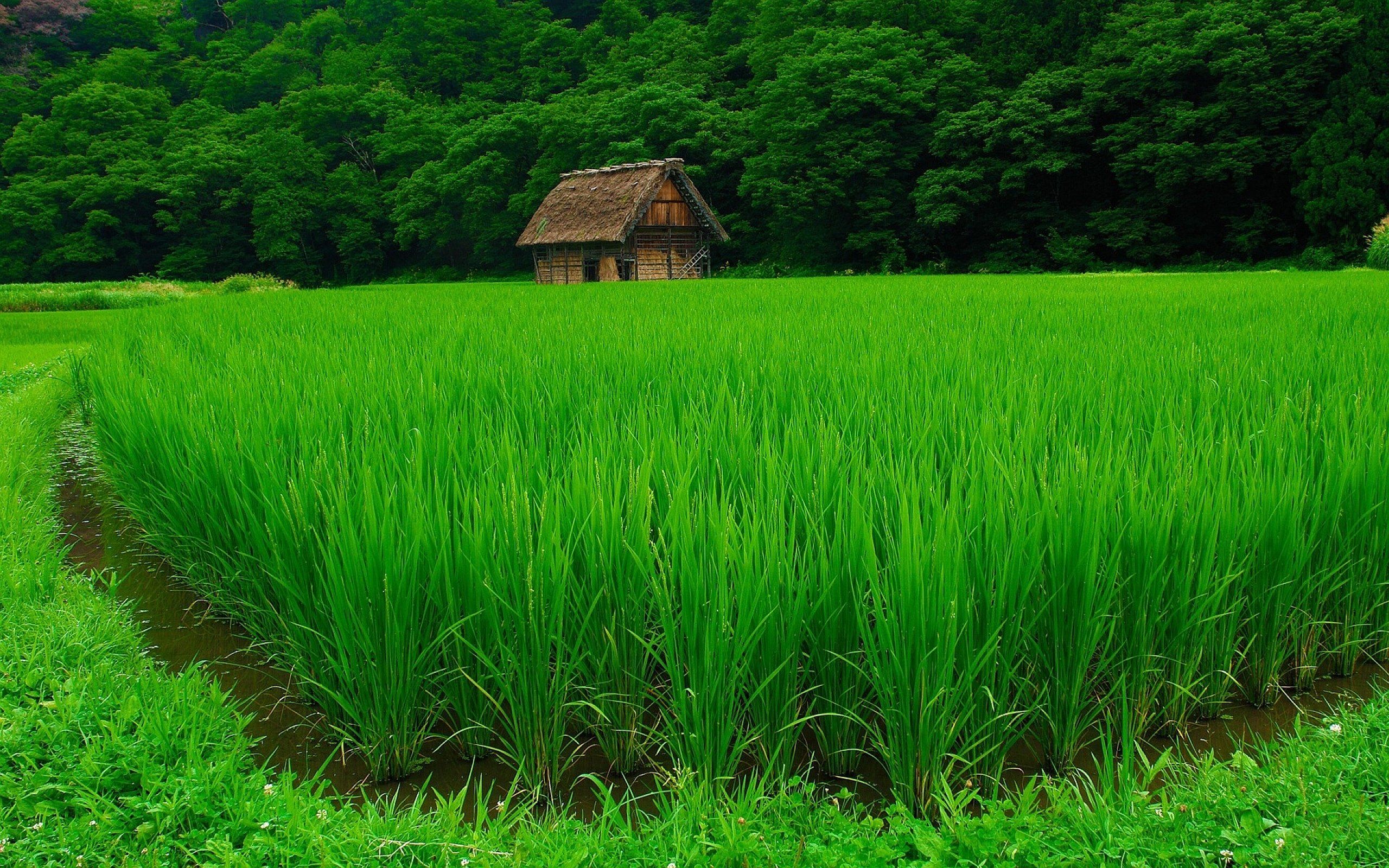Rice Wallpapers, Amazing 34 Wallpapers of Rice, Top Rice Collections
