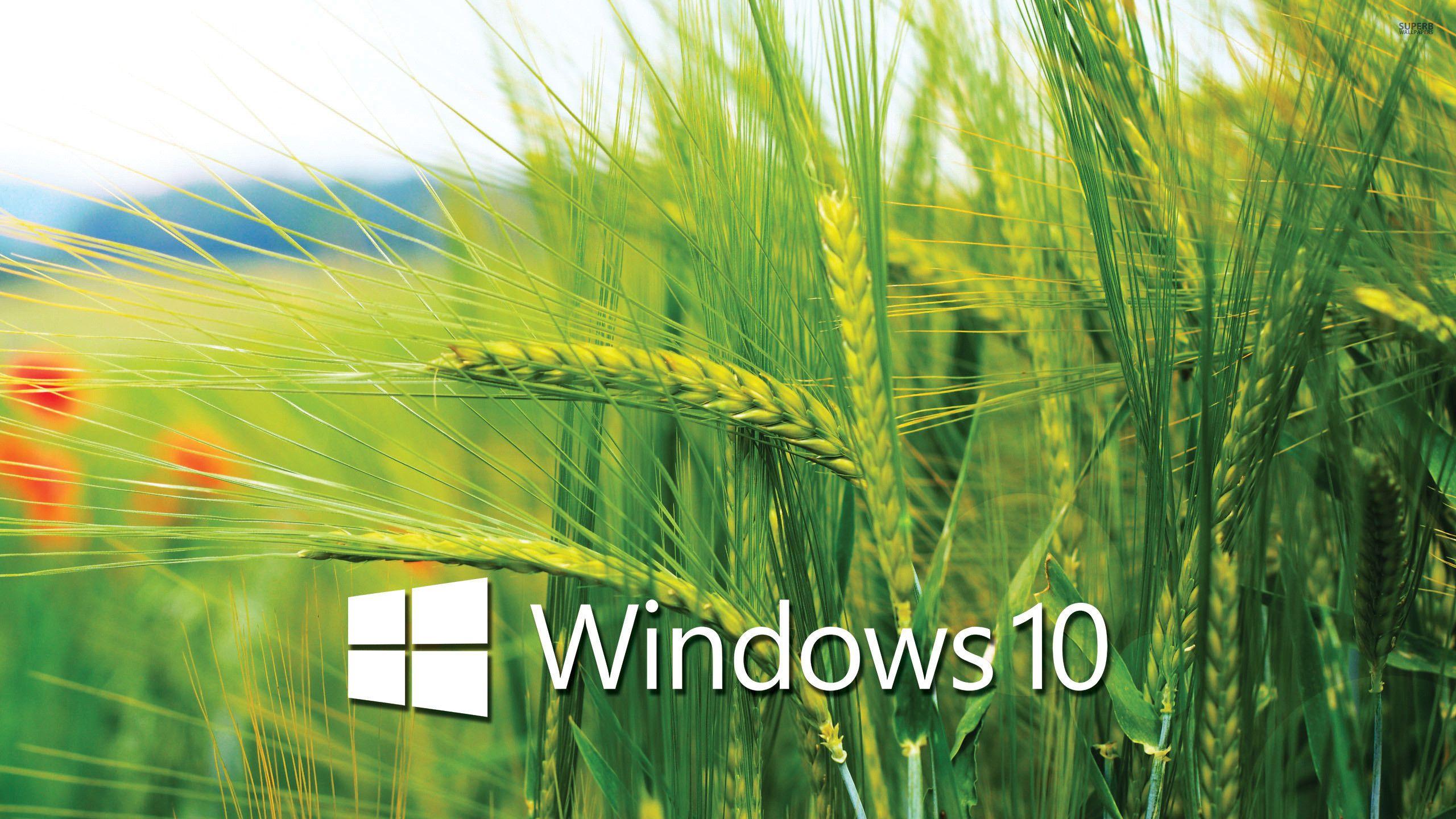 Wheat Crops Windows 10 Wallpapers, Windows 10 Wallpapers