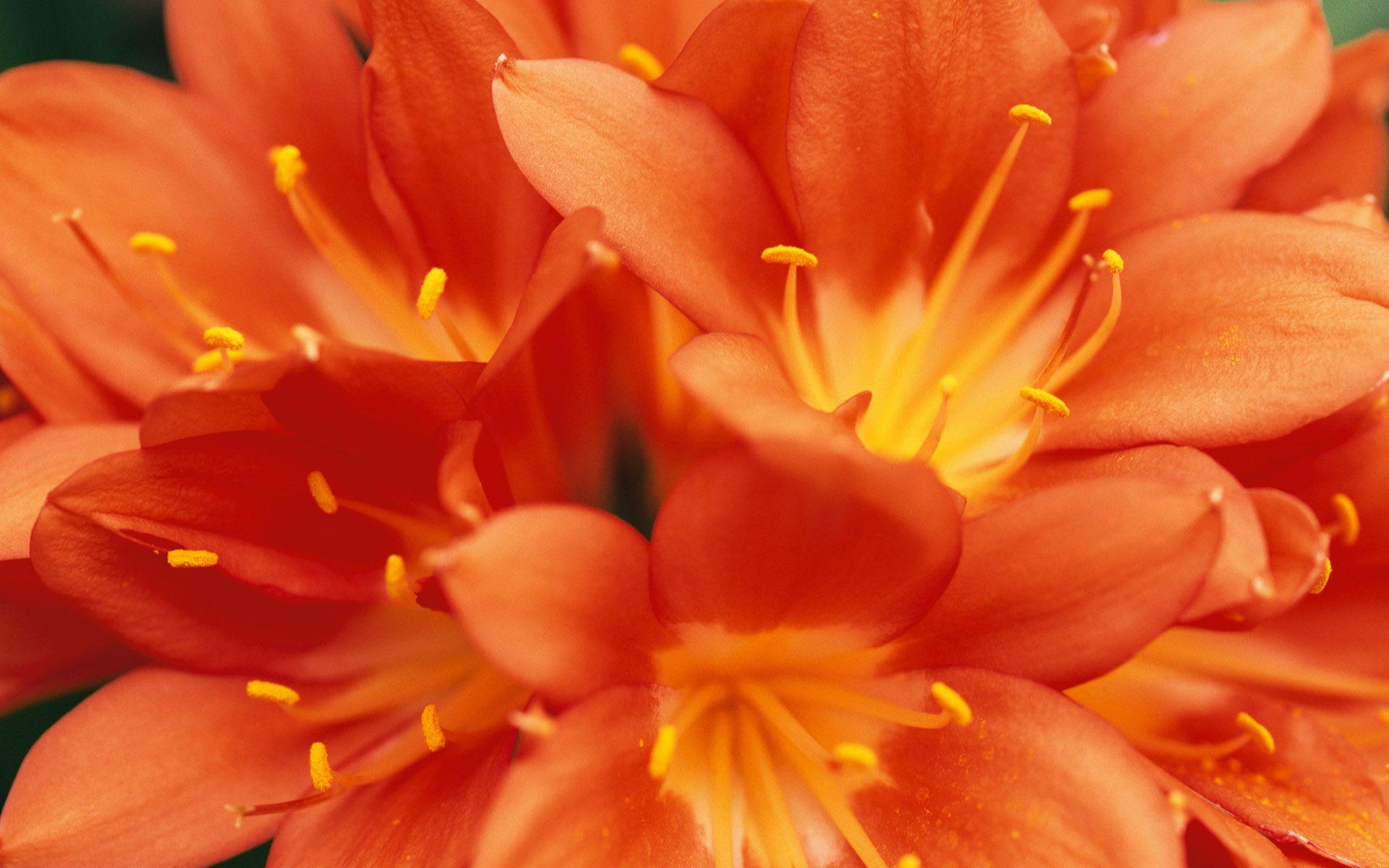 HD Orange Flowers Wallpaper