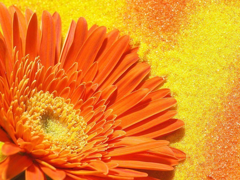 Wallpaper Of The Day: Orange Flowerx768px Orange Flower Photo