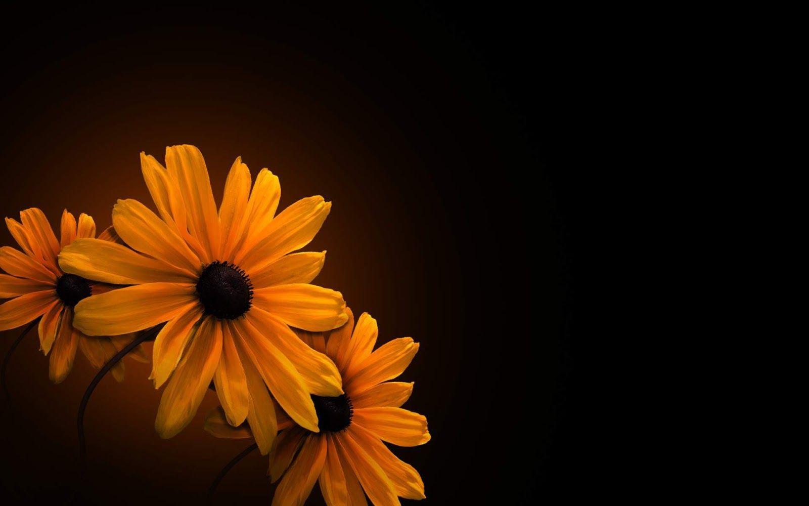 Flower Wallpaper Black on Share Online. Flowers black background, Dark flowers, Black background wallpaper
