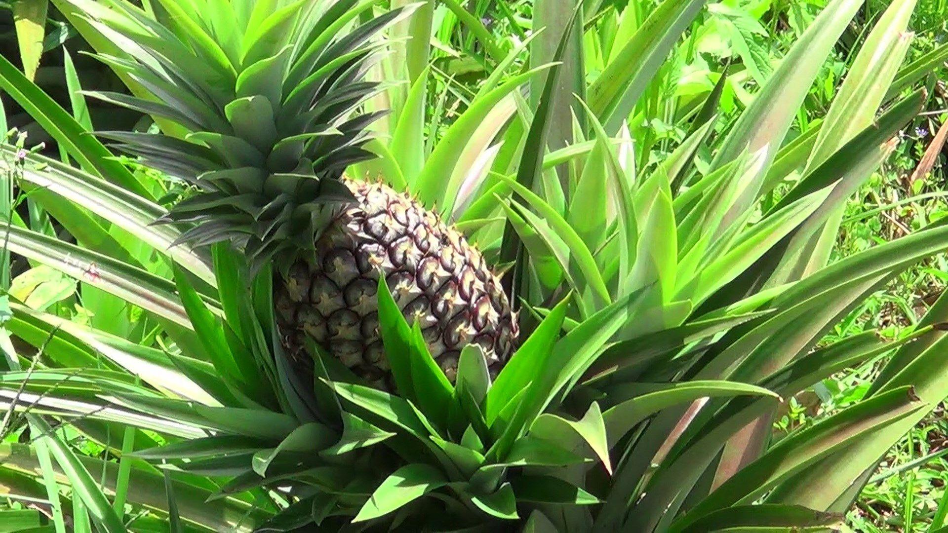 pineapple HD widescreen wallpaper