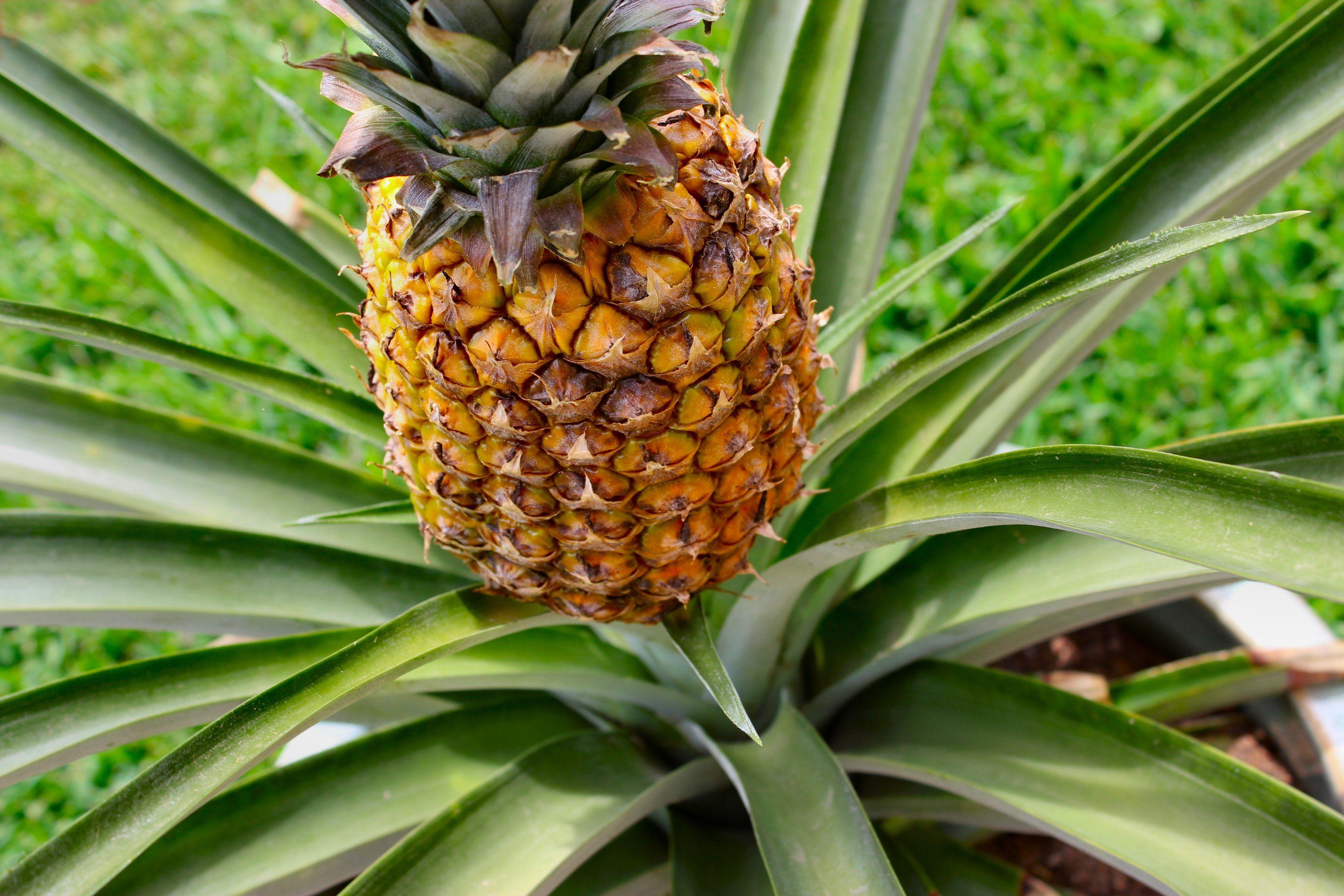 Pineapple Wallpaper Image Photo Picture Background