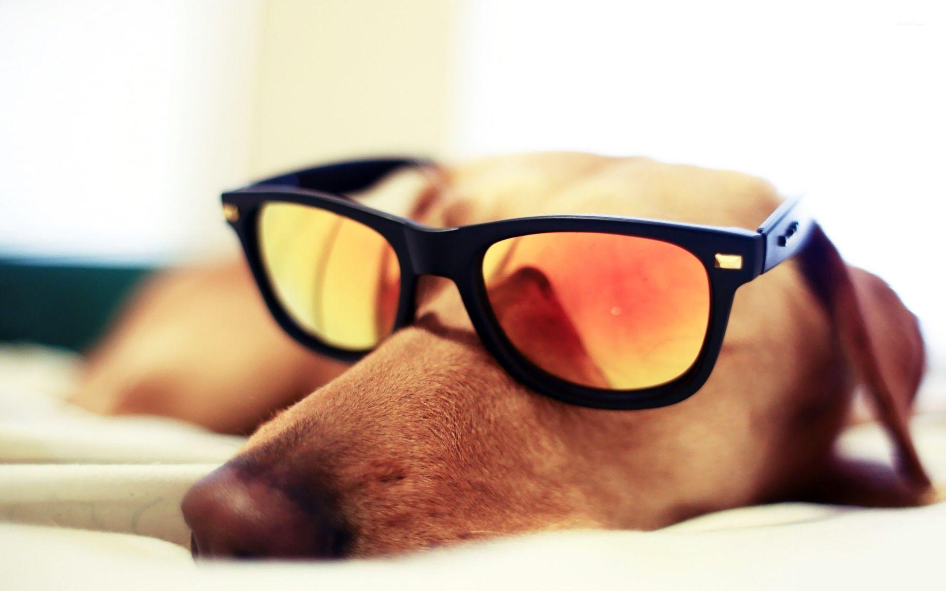 Dog sleeping with sunglasses wallpaper wallpaper