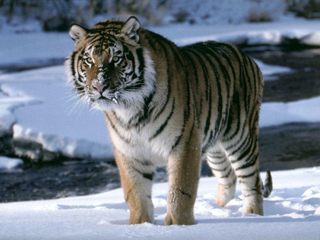 Amur Tigers image Amur Tiger Snow HD wallpaper and background