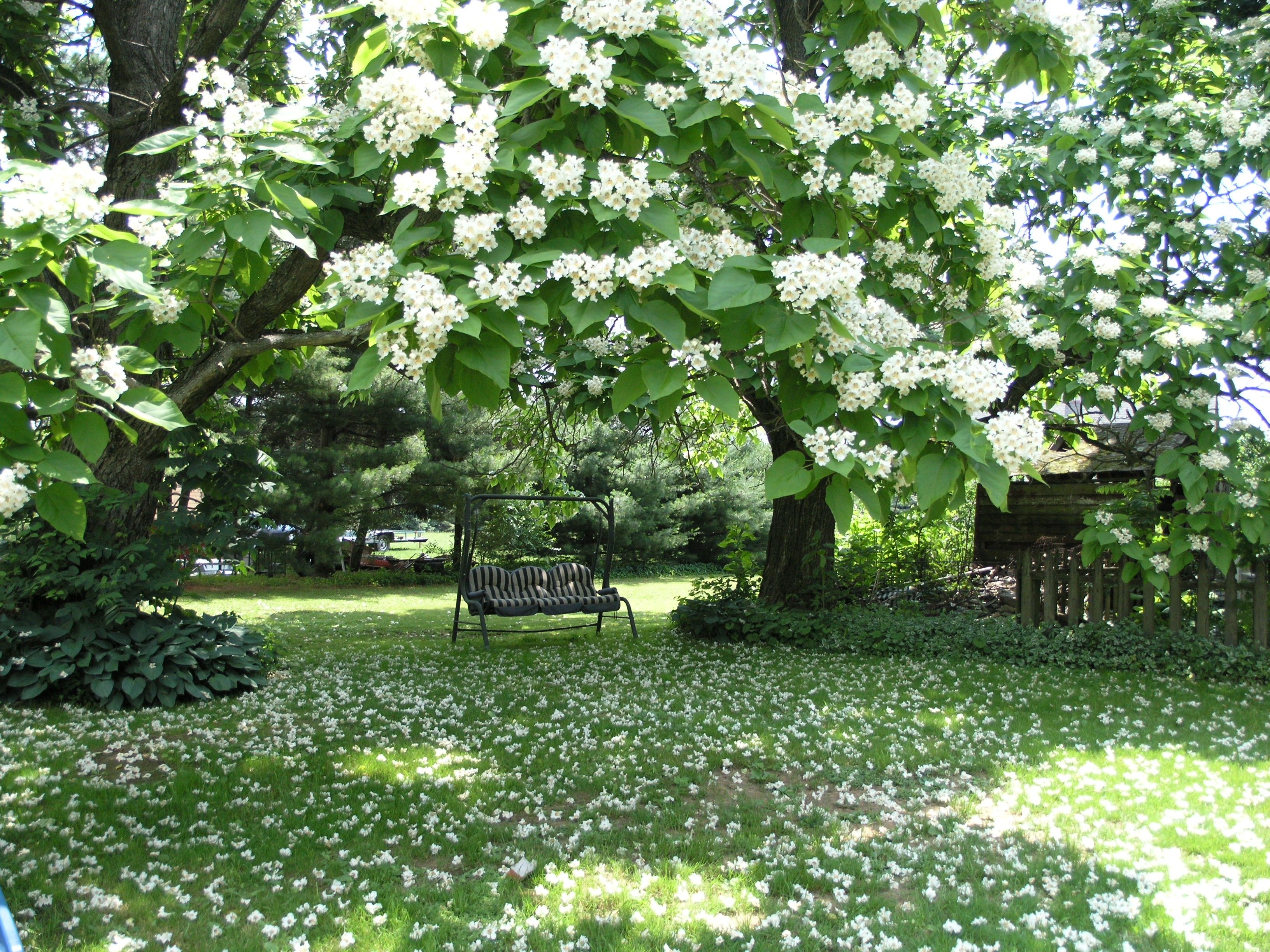 Other: Backyard Flowers Trees Yard Spring HD Picture for HD 16:9