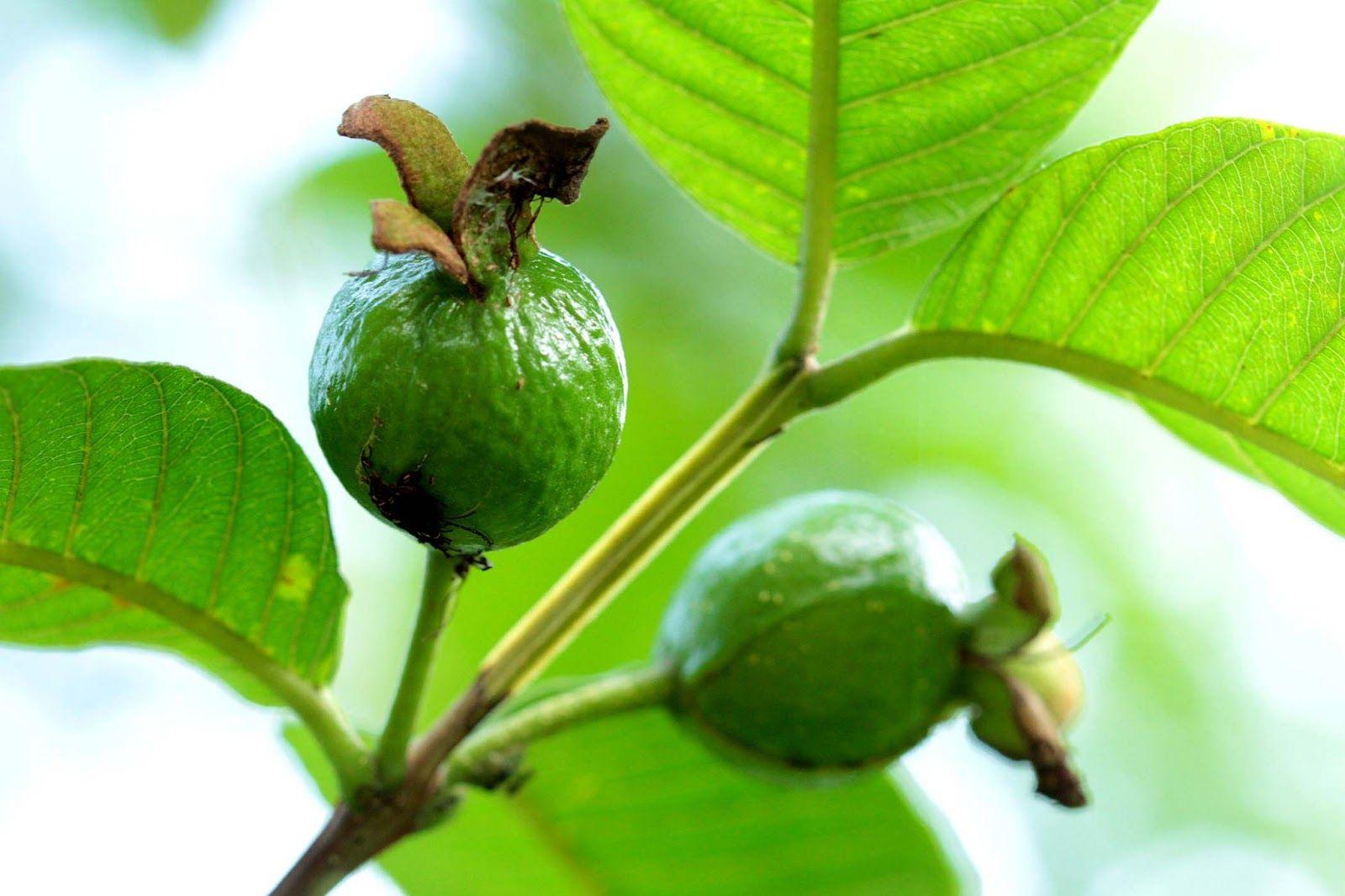 FREE WALLPAPER GALLERY: Guava Gift of Nature