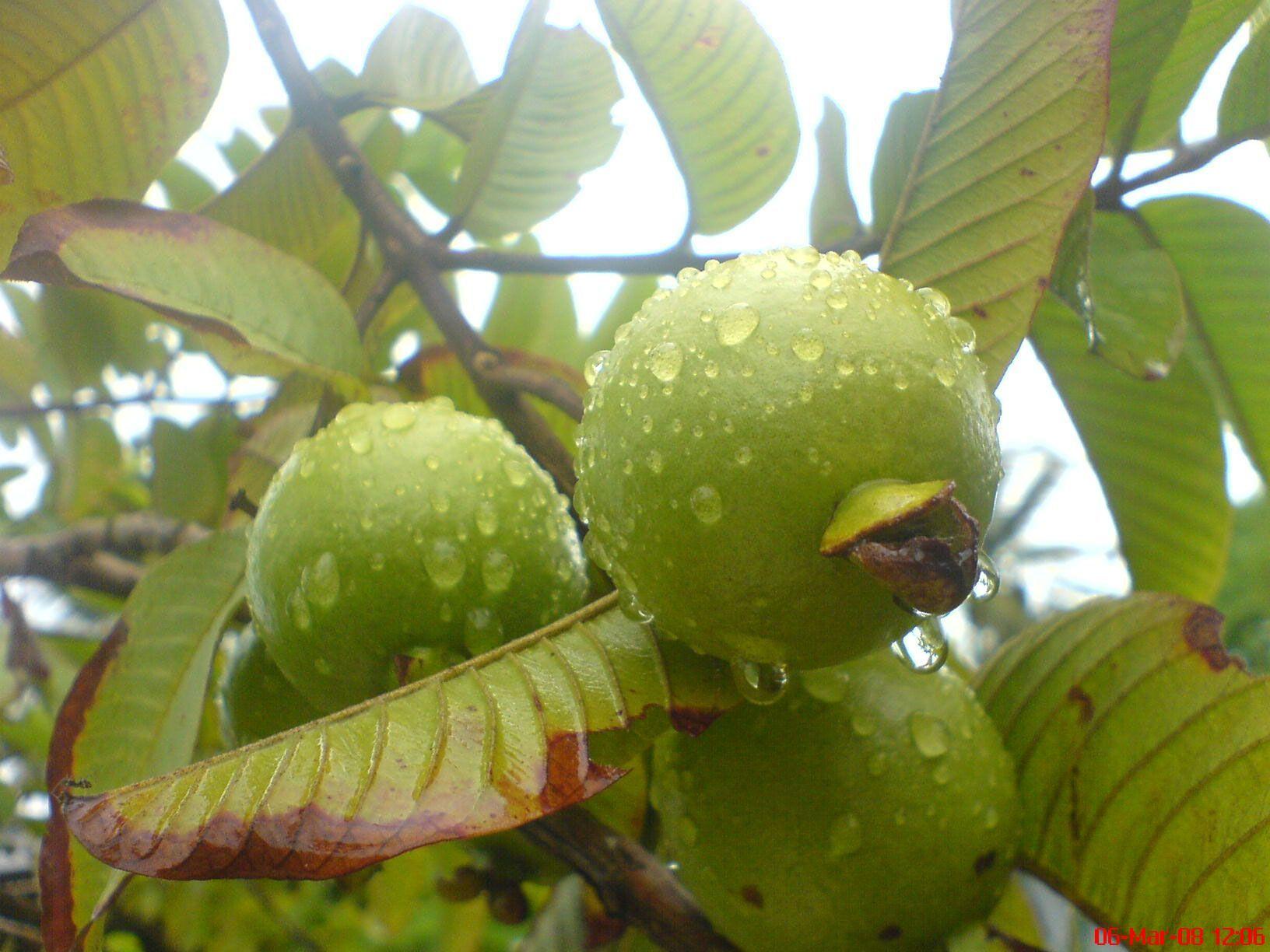 Guava