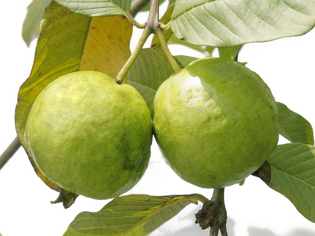 Guava, The Season Of Super Food Is Back For Good