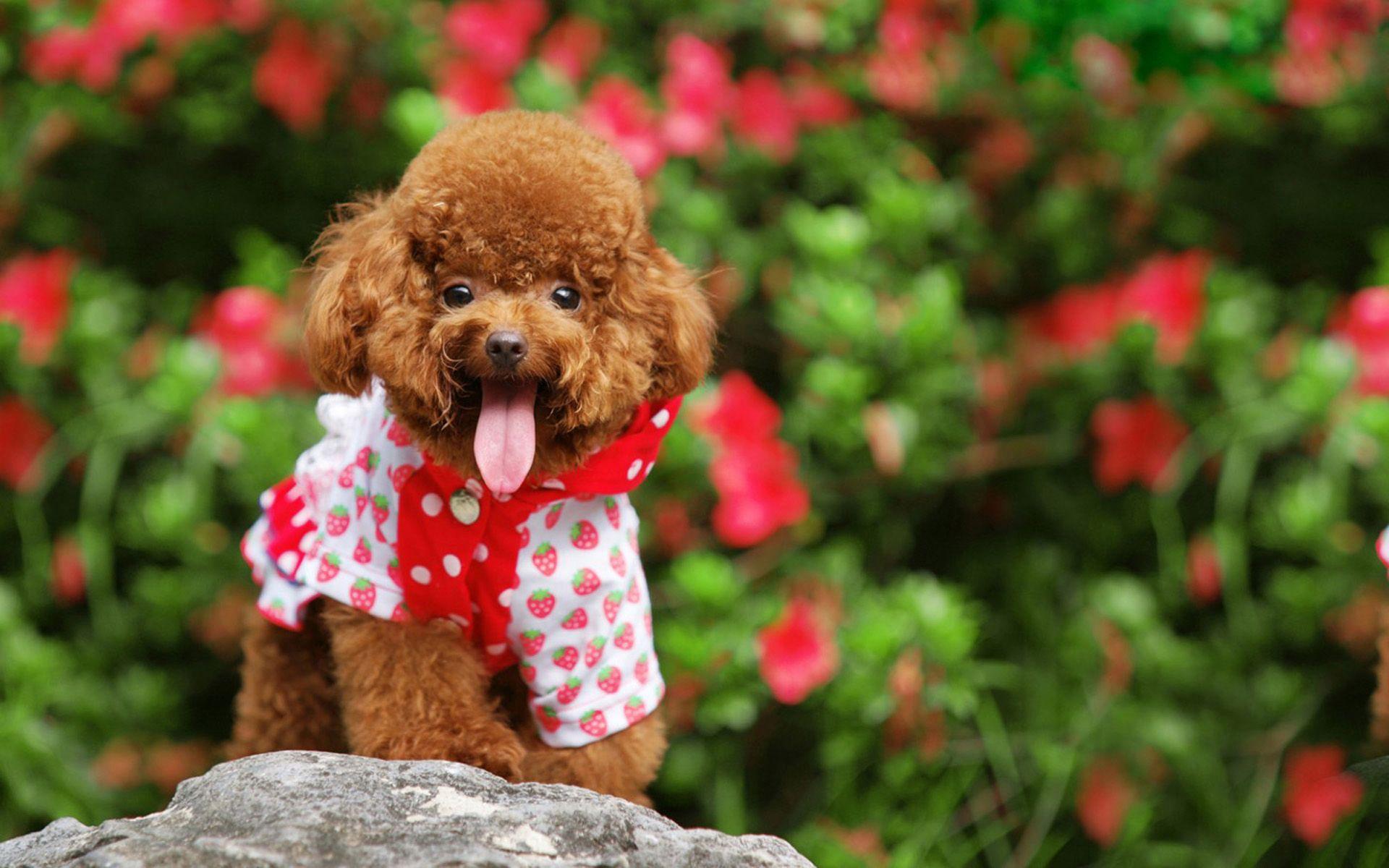 Poodle Wallpapers - Wallpaper Cave