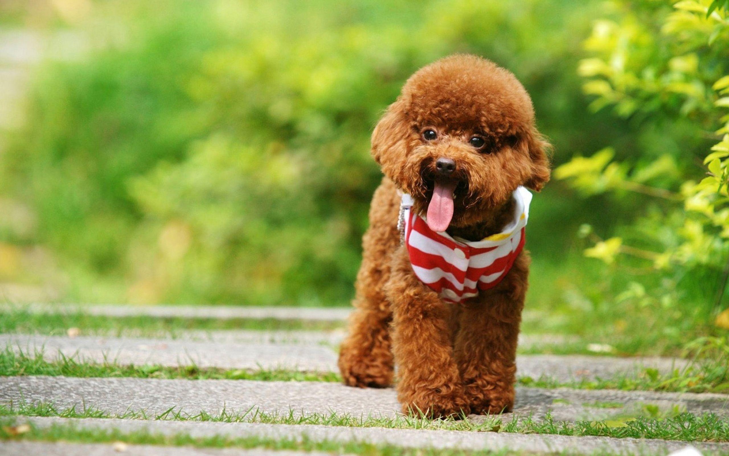 Wallpaper Puppy Poodle Dogs Animals 2560x1600