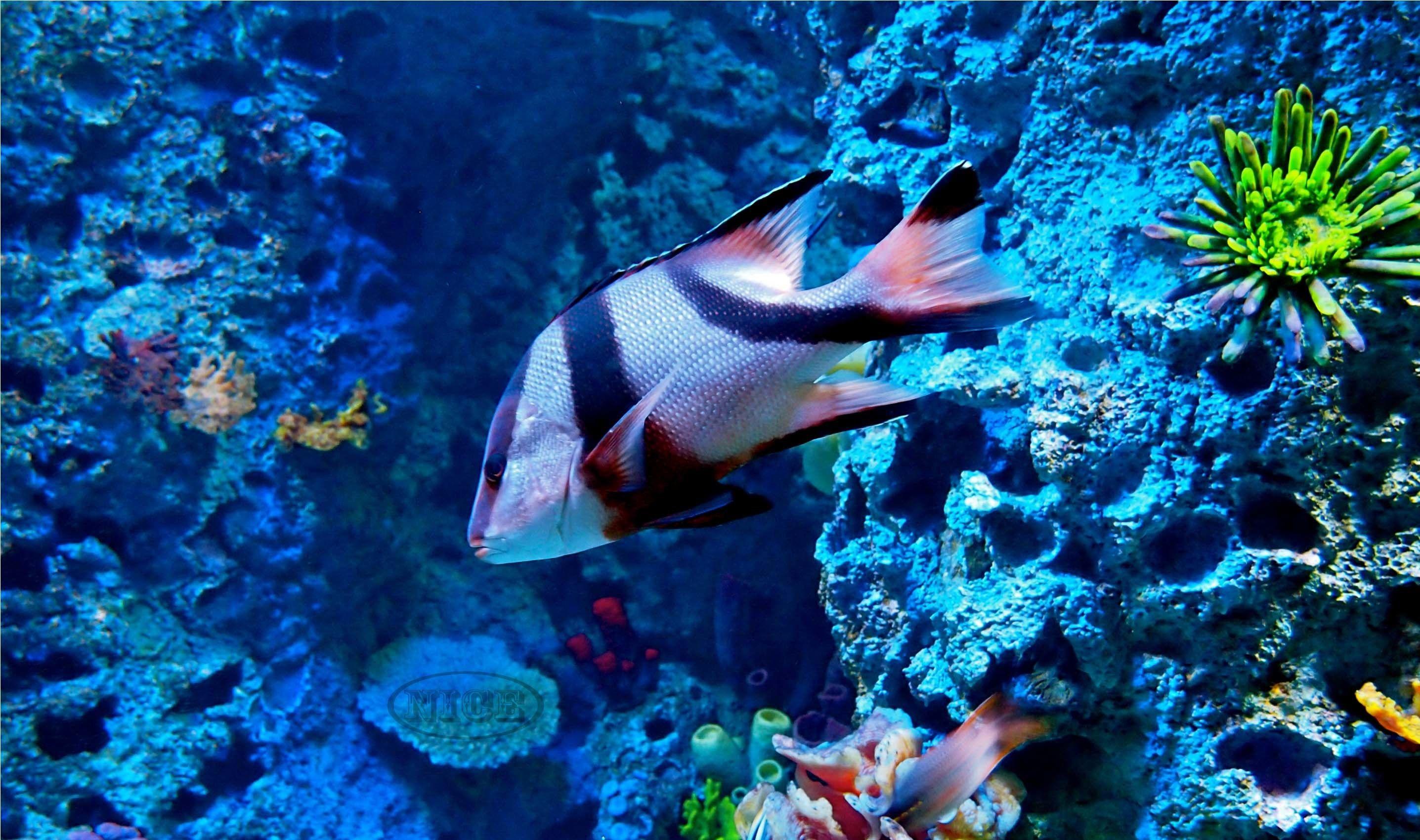 Aquatic Animals Wallpapers Wallpaper Cave