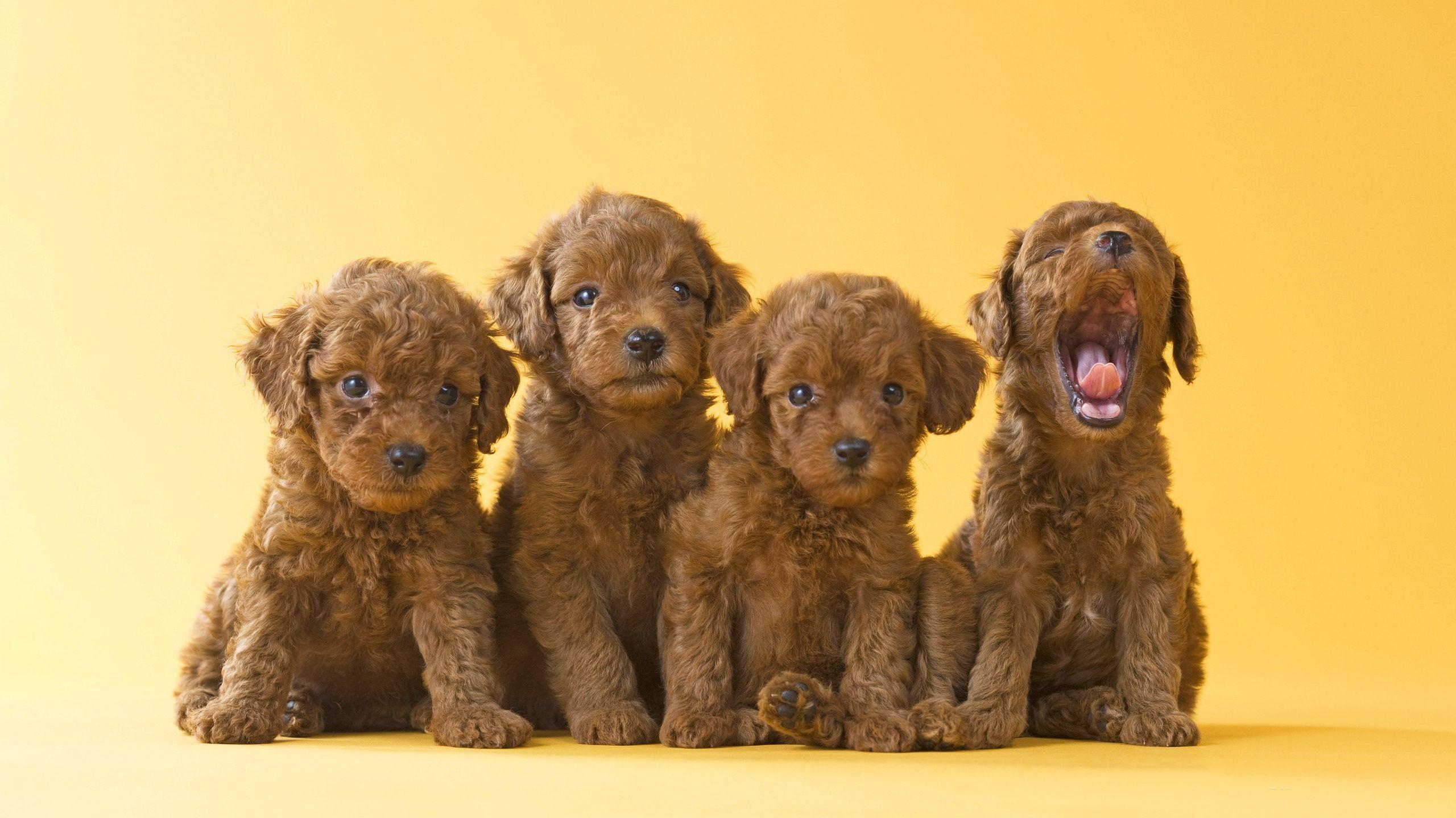 Toy Poodle Puppies Full HD Wallpaper