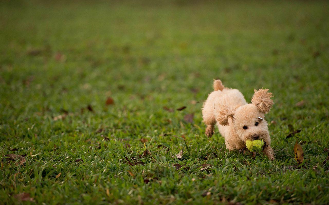 Photo Poodle Dogs Green Grass Glance Animals