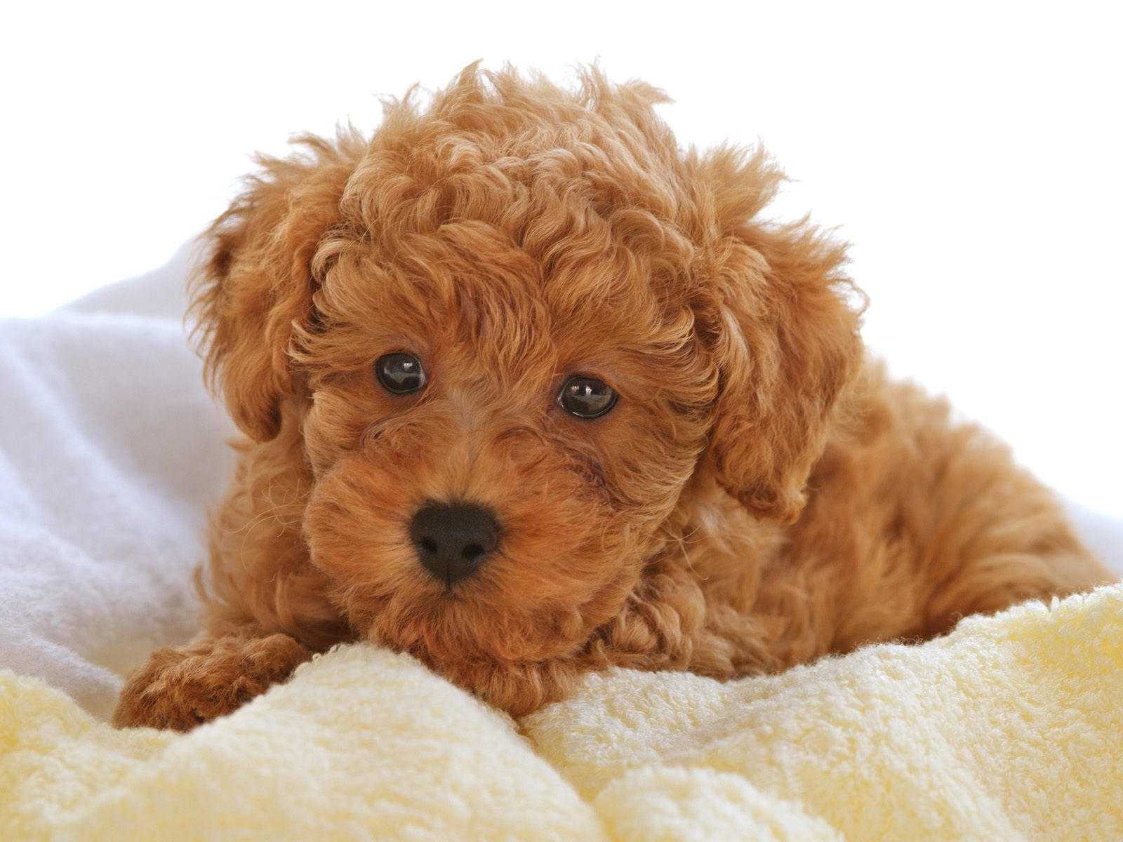 Miniature Poodle Puppy Picture Free Puppy Picture Wallpaper