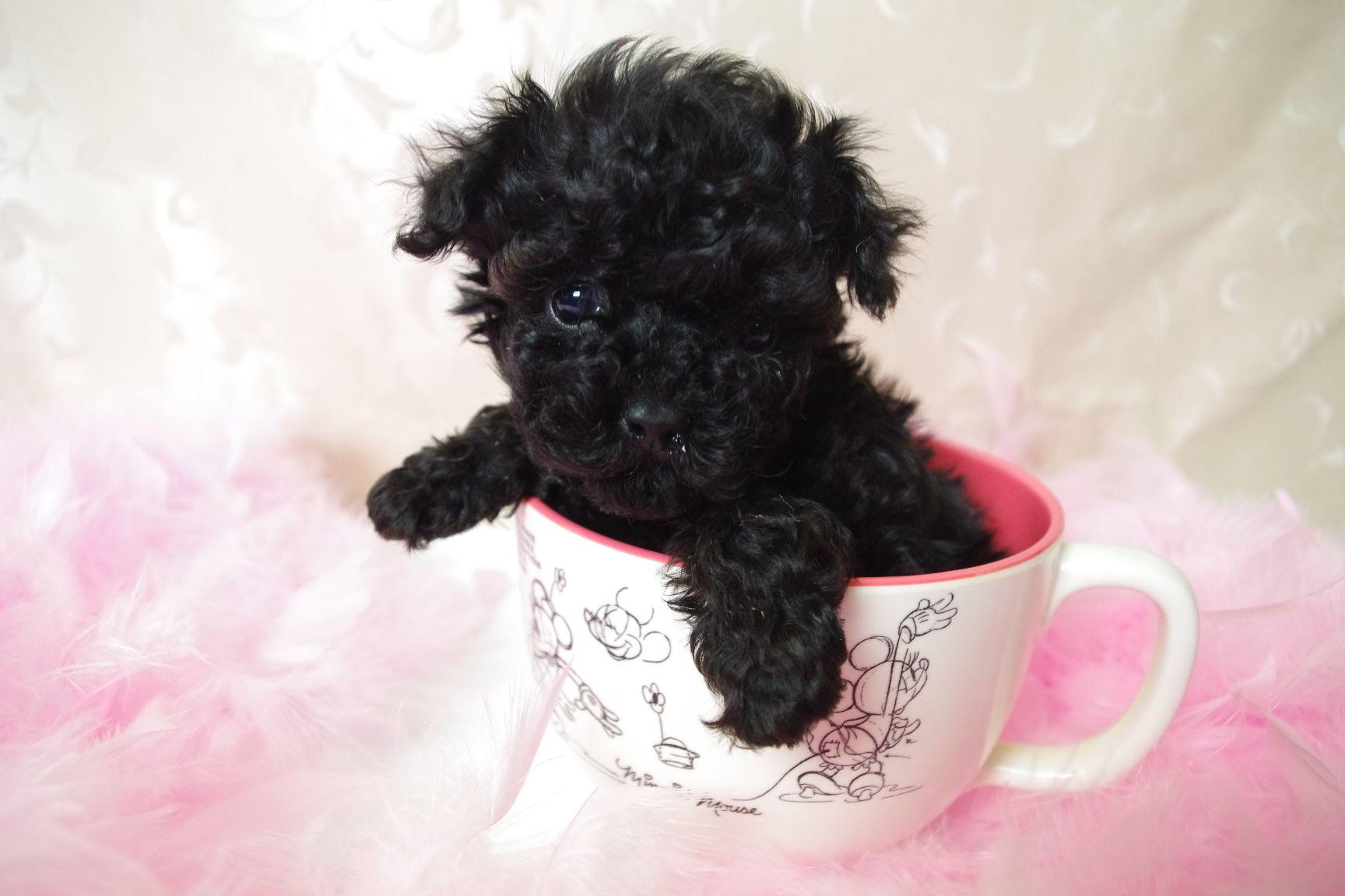 Very Cute Poodle Puppy Picture And Image