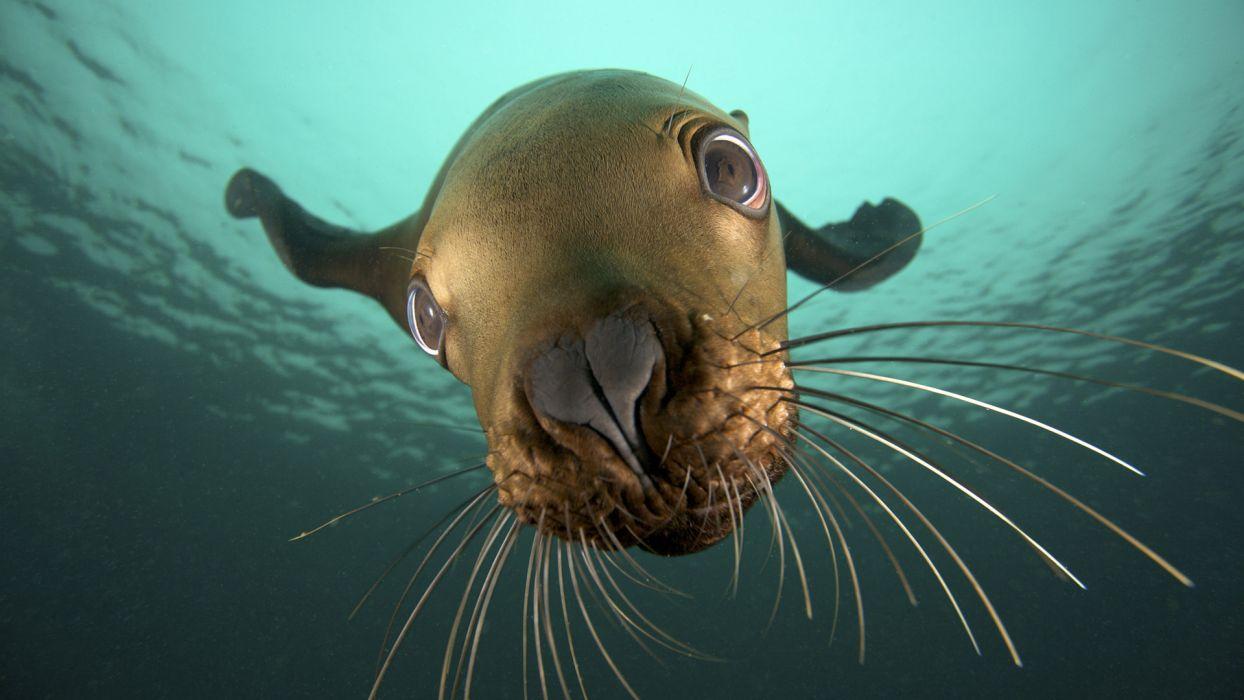 Animals seals underwater sealife wallpaperx1080