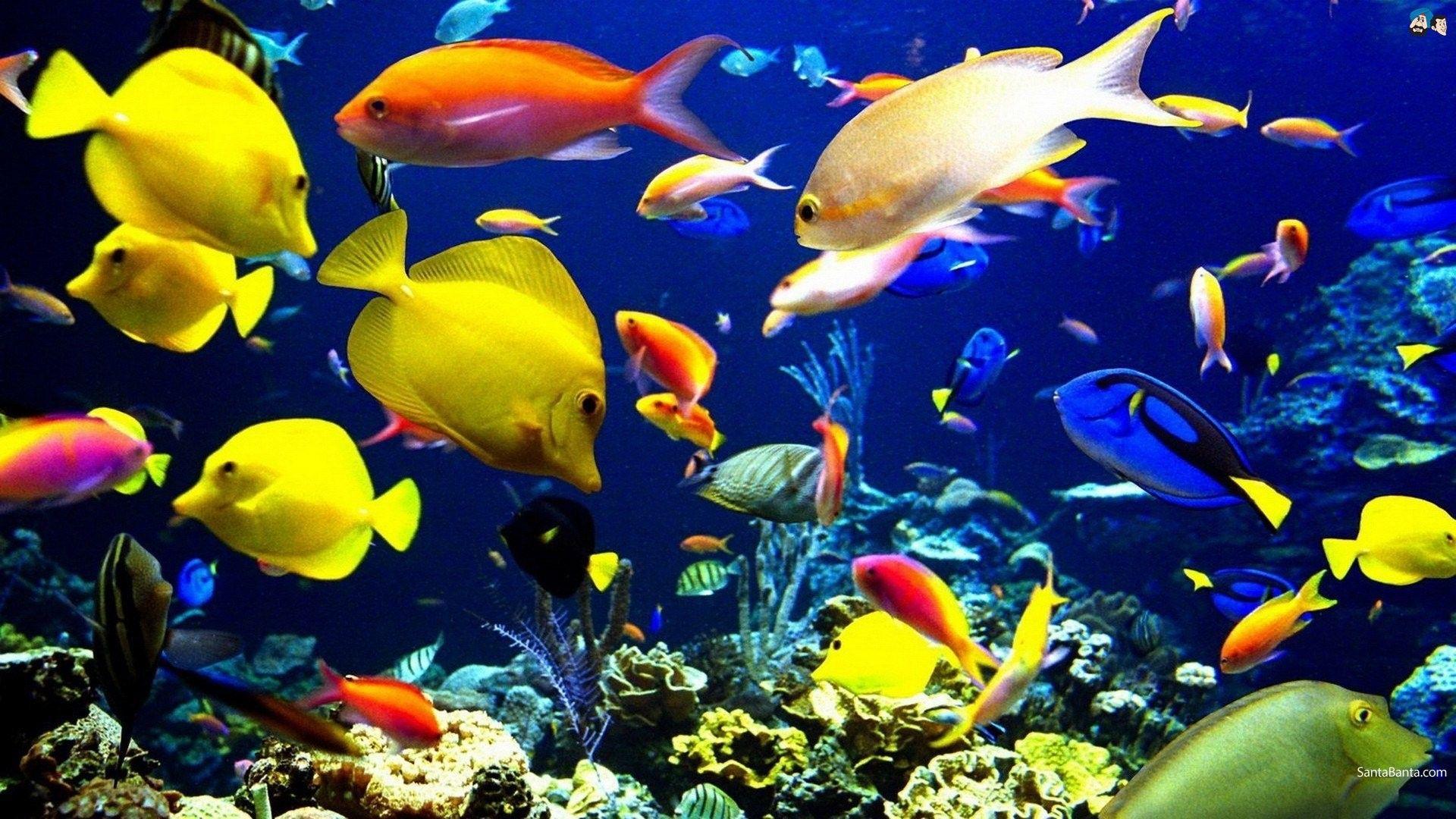 1133CC Color wallpaper: Water Underwater Sealife Fishes Fish Ocean