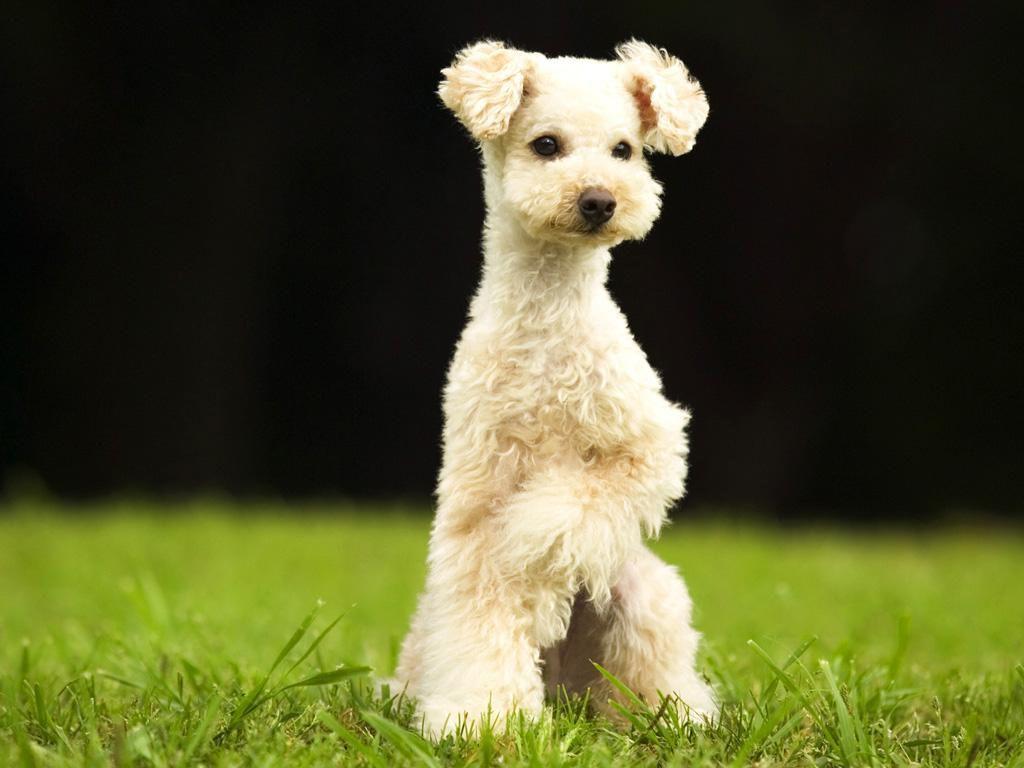 Poodle Live Background Picture, HD Wallpaper WP Collection