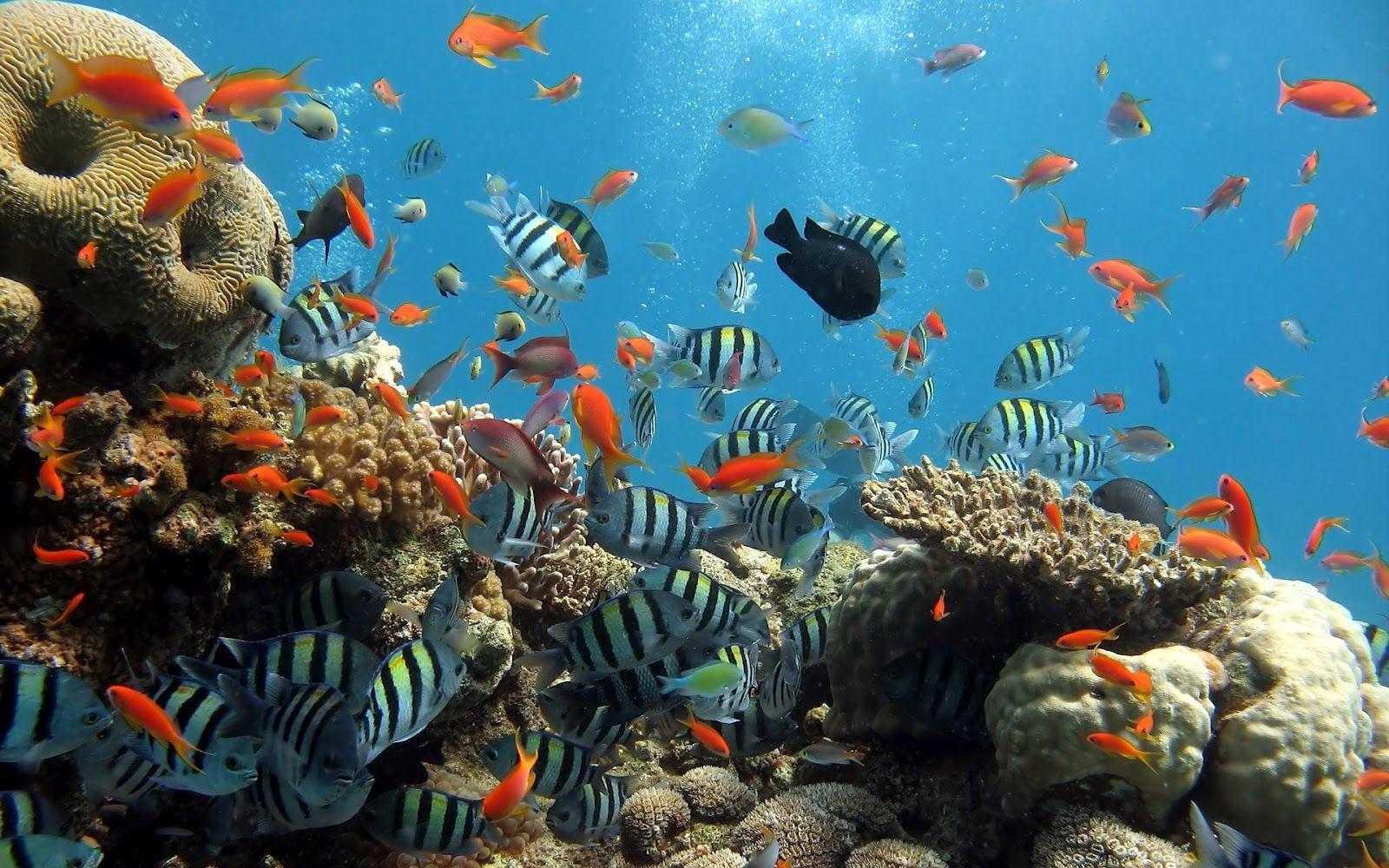 Ocean Coral Reef Plant Life. Ocean Life Wallpaper Marine Life On