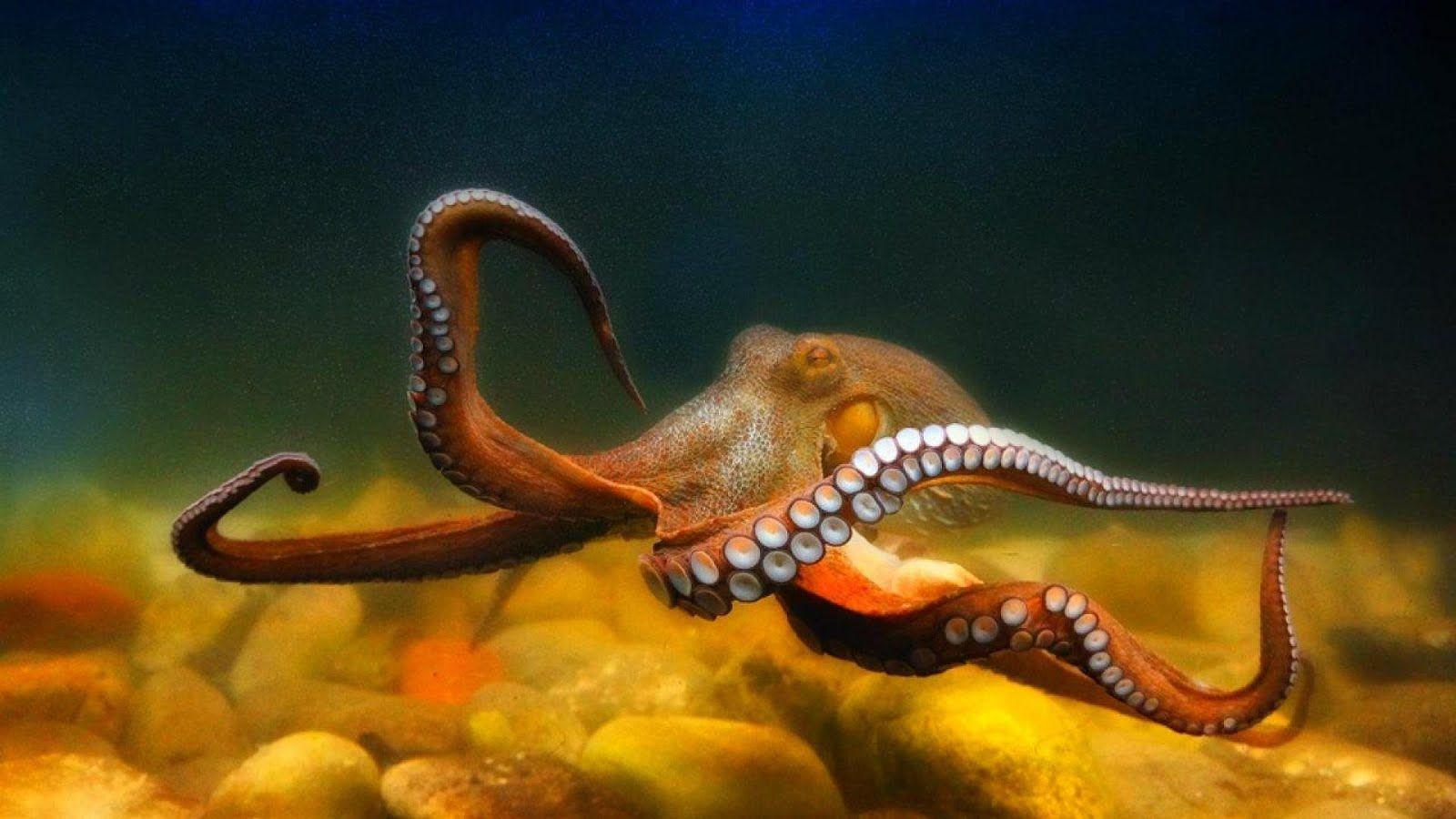 Underwater sea creatures and other animals Wallpaper. SEA LIFE