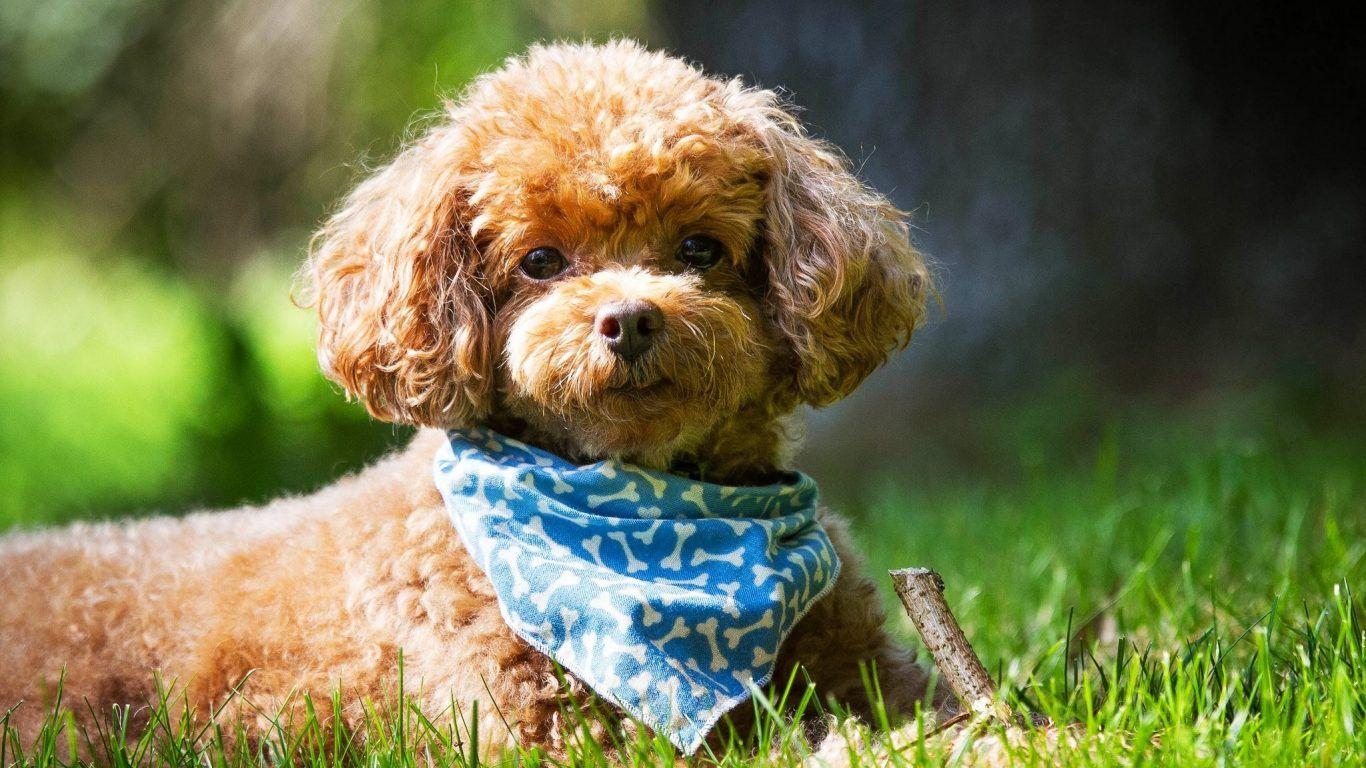 Dogs: Dog Golden Friend Retriever Puppy Wallpaper Background for HD