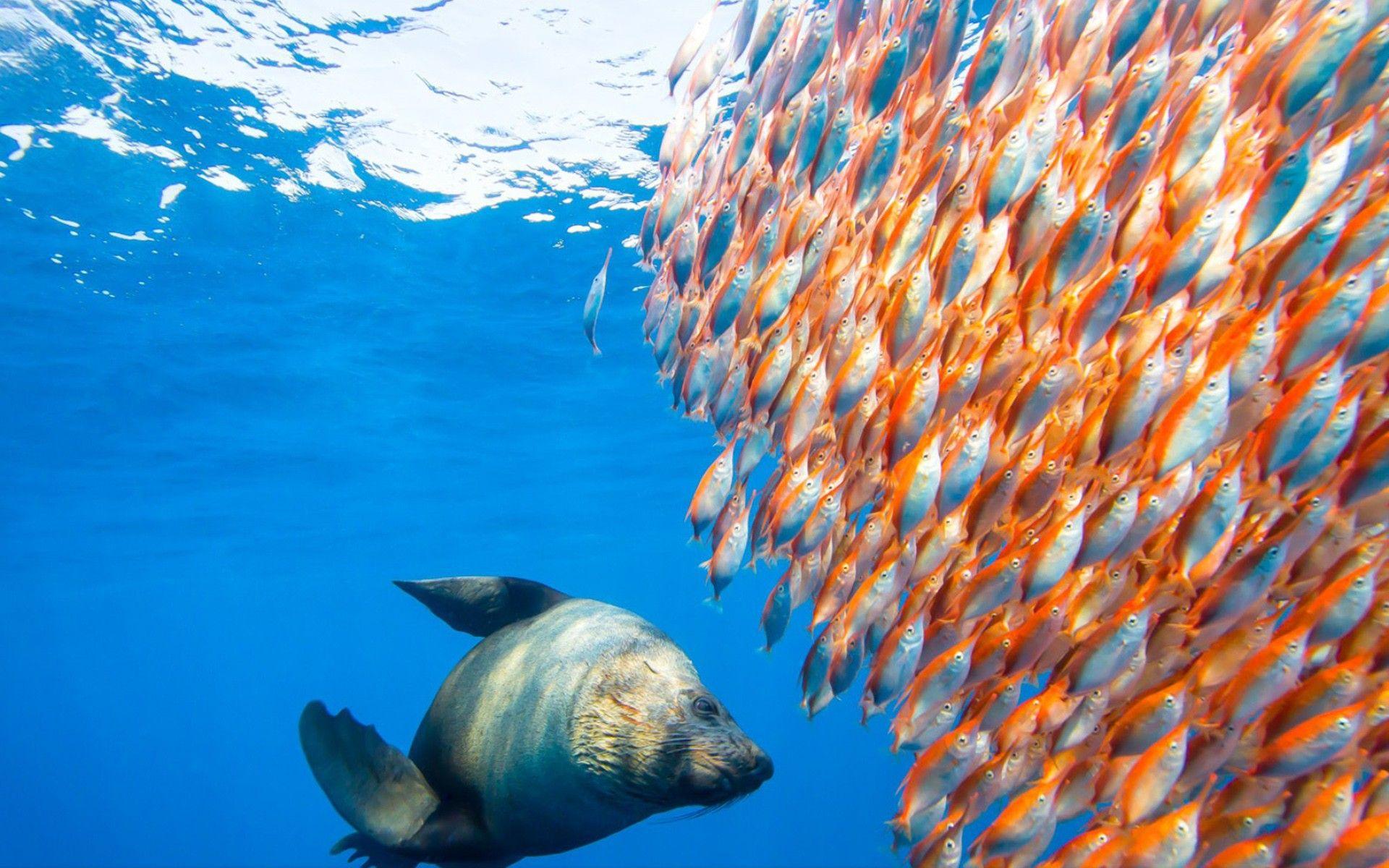 Oceans: Life Amazing Nature Oceans Seals Fish Underwater Marine