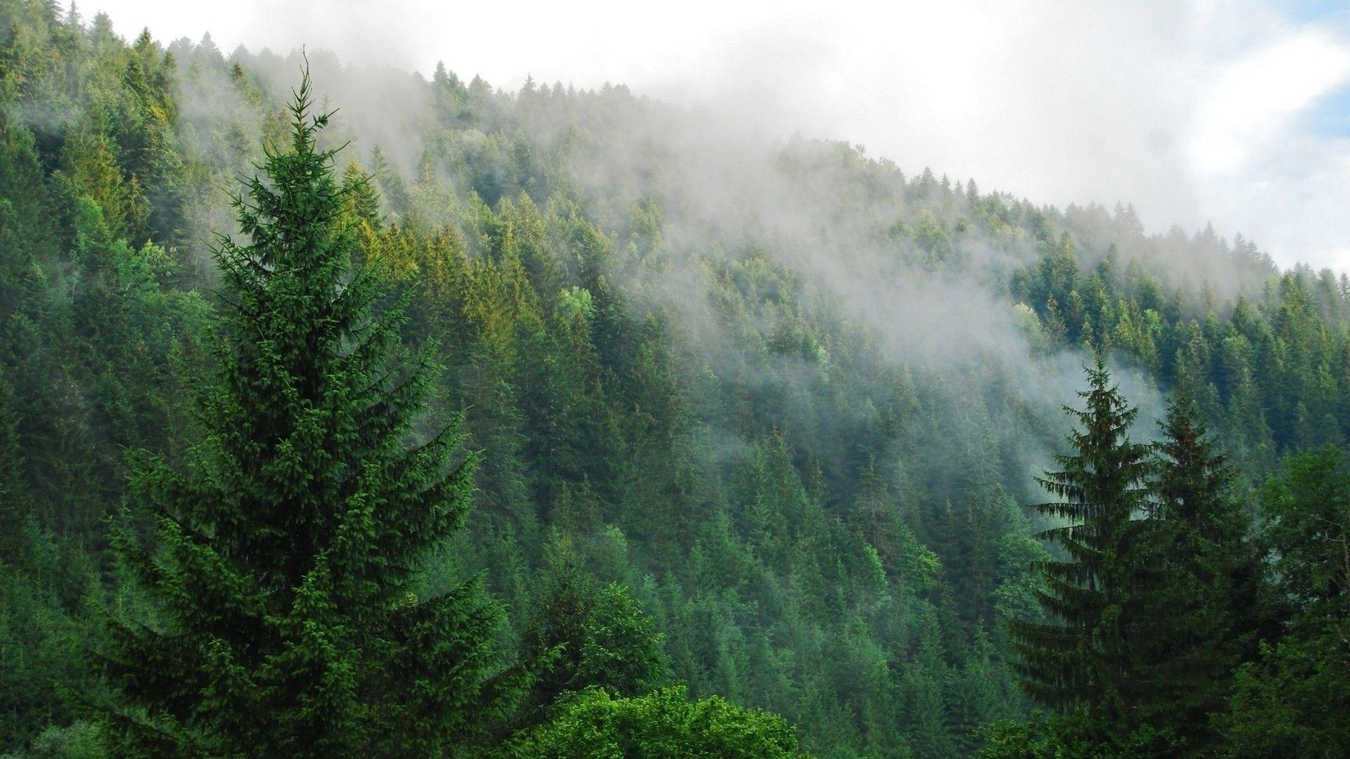 Fog over a pine forest wallpaper. PC