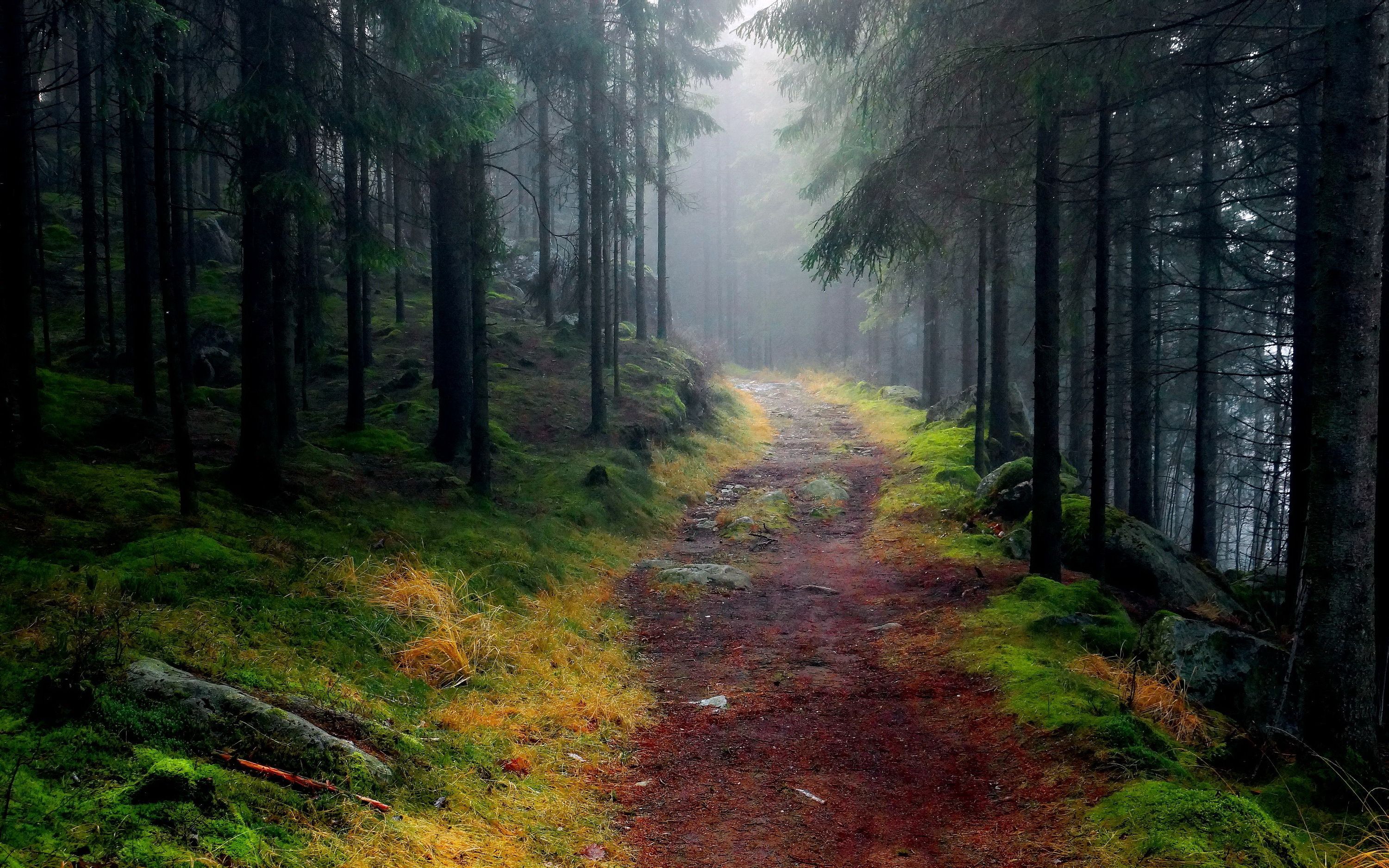 Foggy Pine Forest Wallpaper Widescreen HD 14892