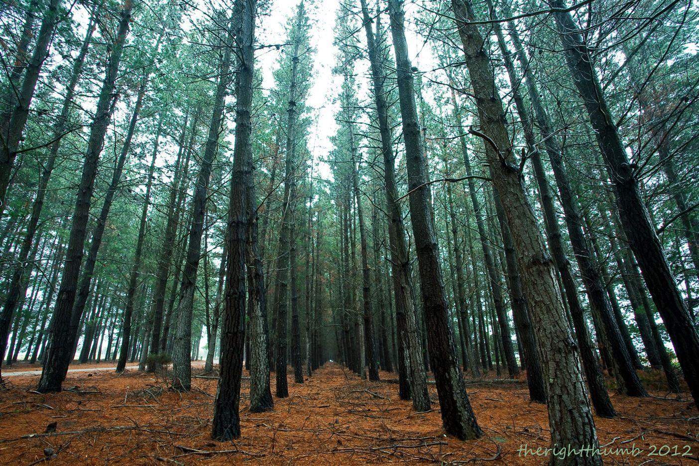 Pine Forest Wallpaper HD 14811