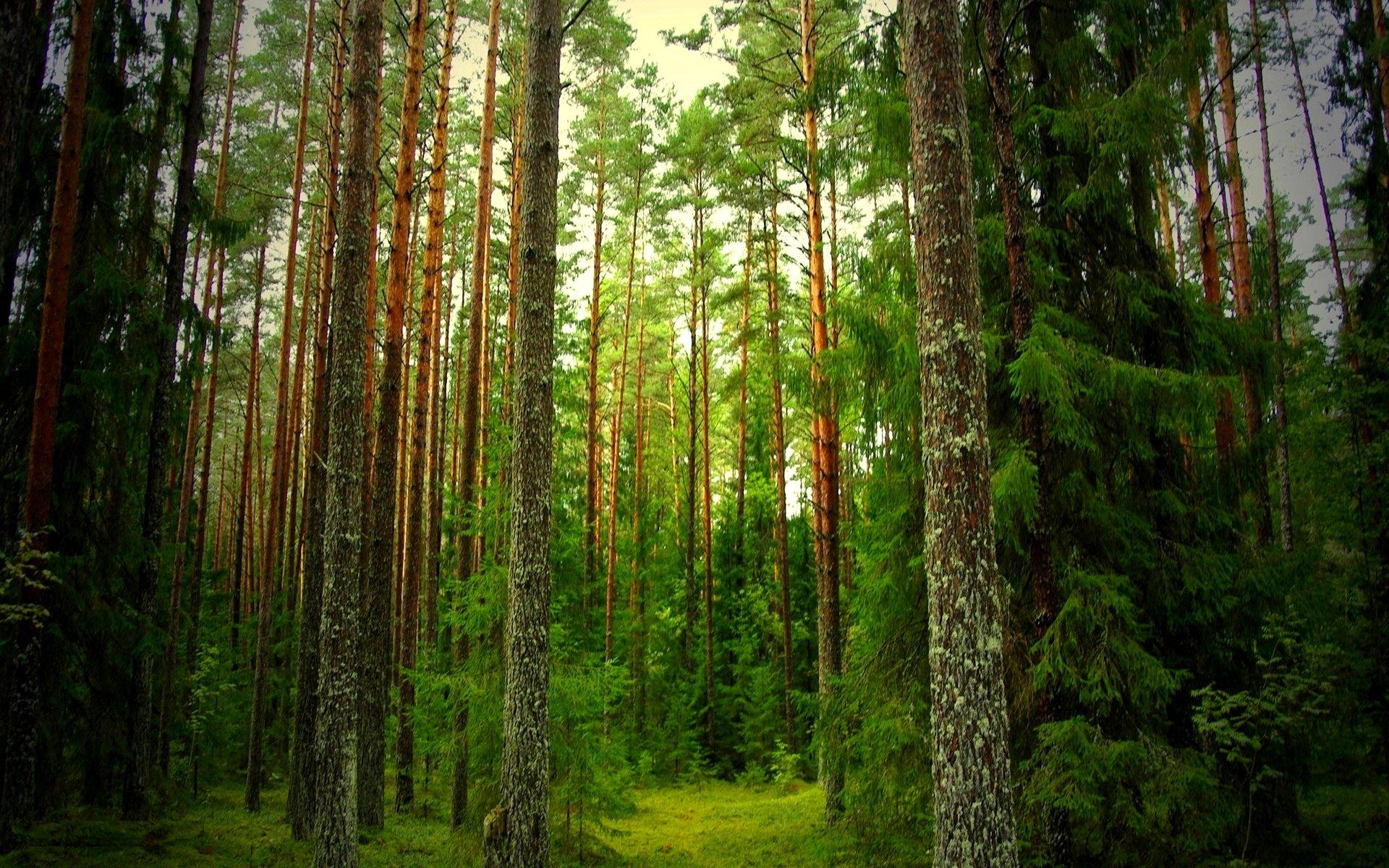 Best HD Fantastic Pine Forest Wallpaper