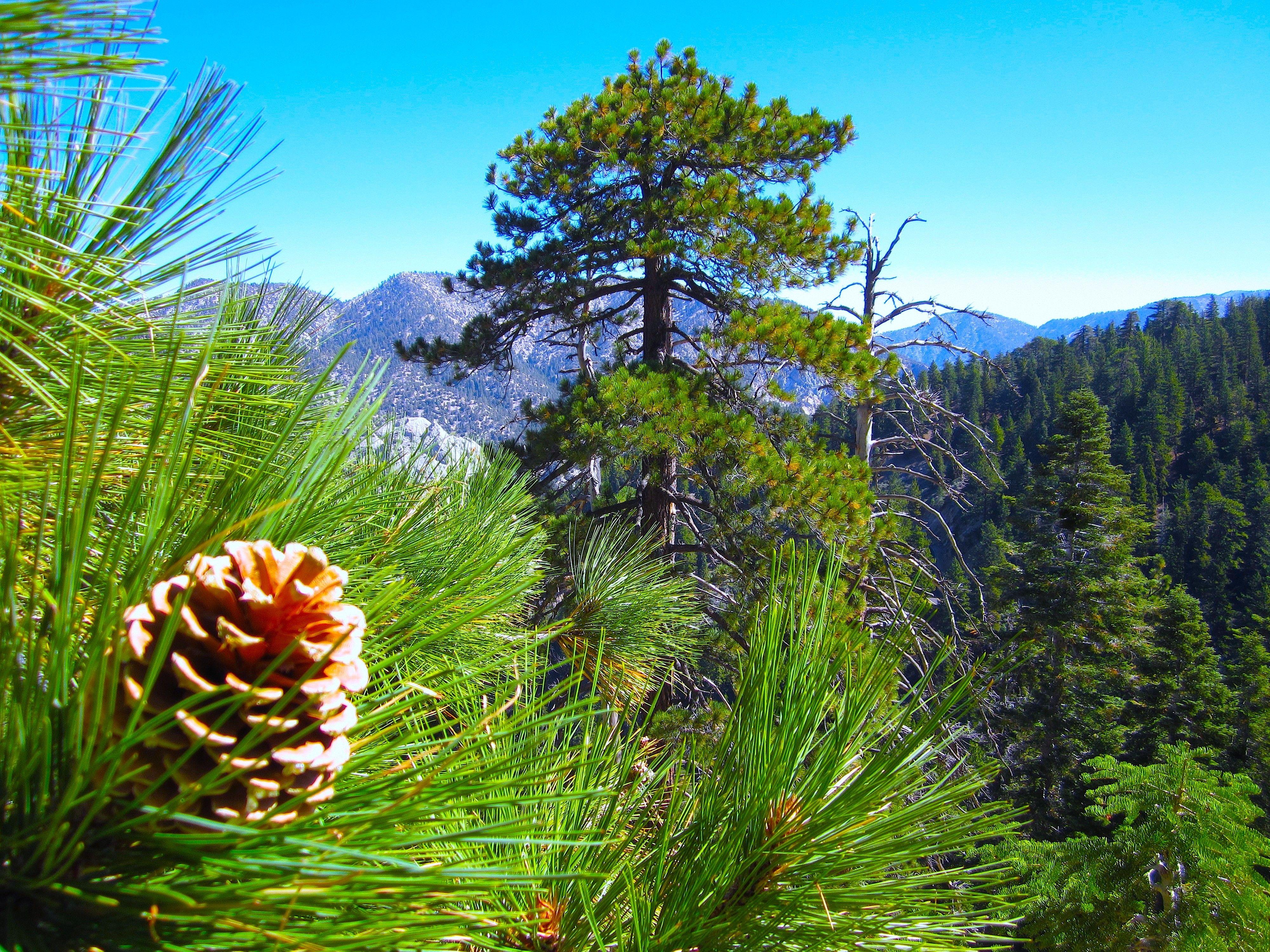 Forests: Mountain Natural Cone Colorful Beautiful Shining Side Trees